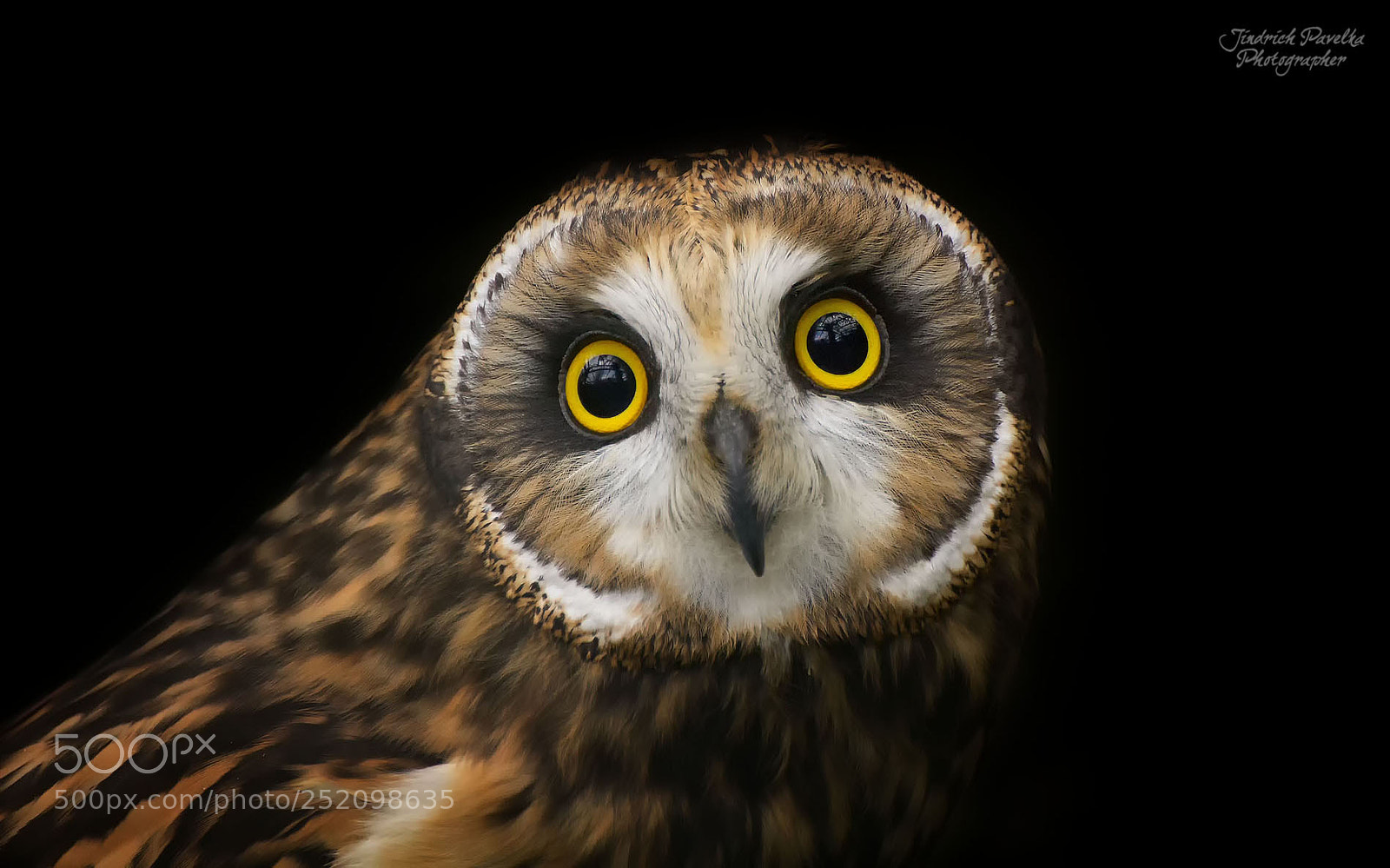 Canon EOS 100D (EOS Rebel SL1 / EOS Kiss X7) sample photo. Short-eared owl (asio flammeus) photography