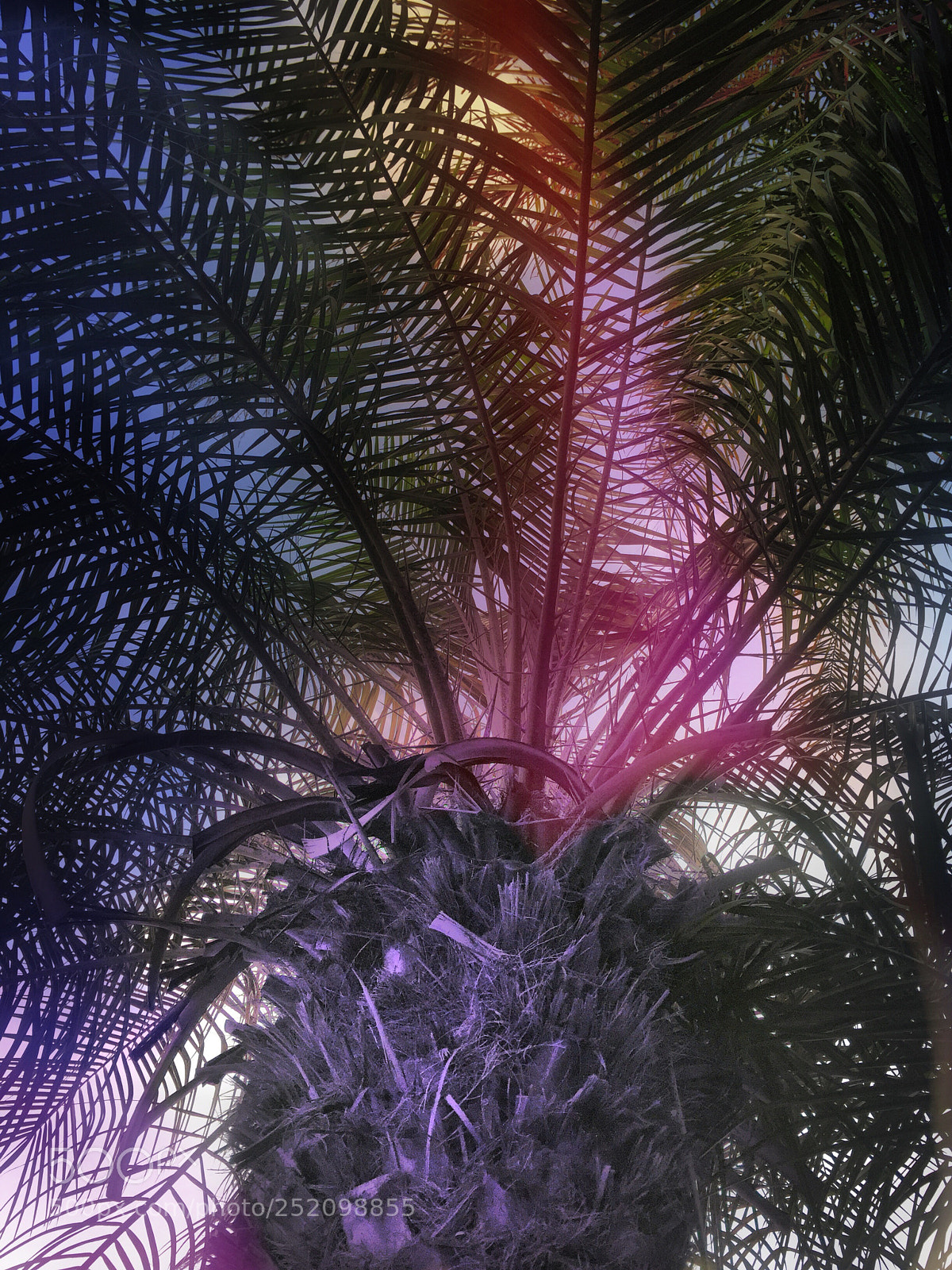 Apple iPhone 6 sample photo. Palm tree photography