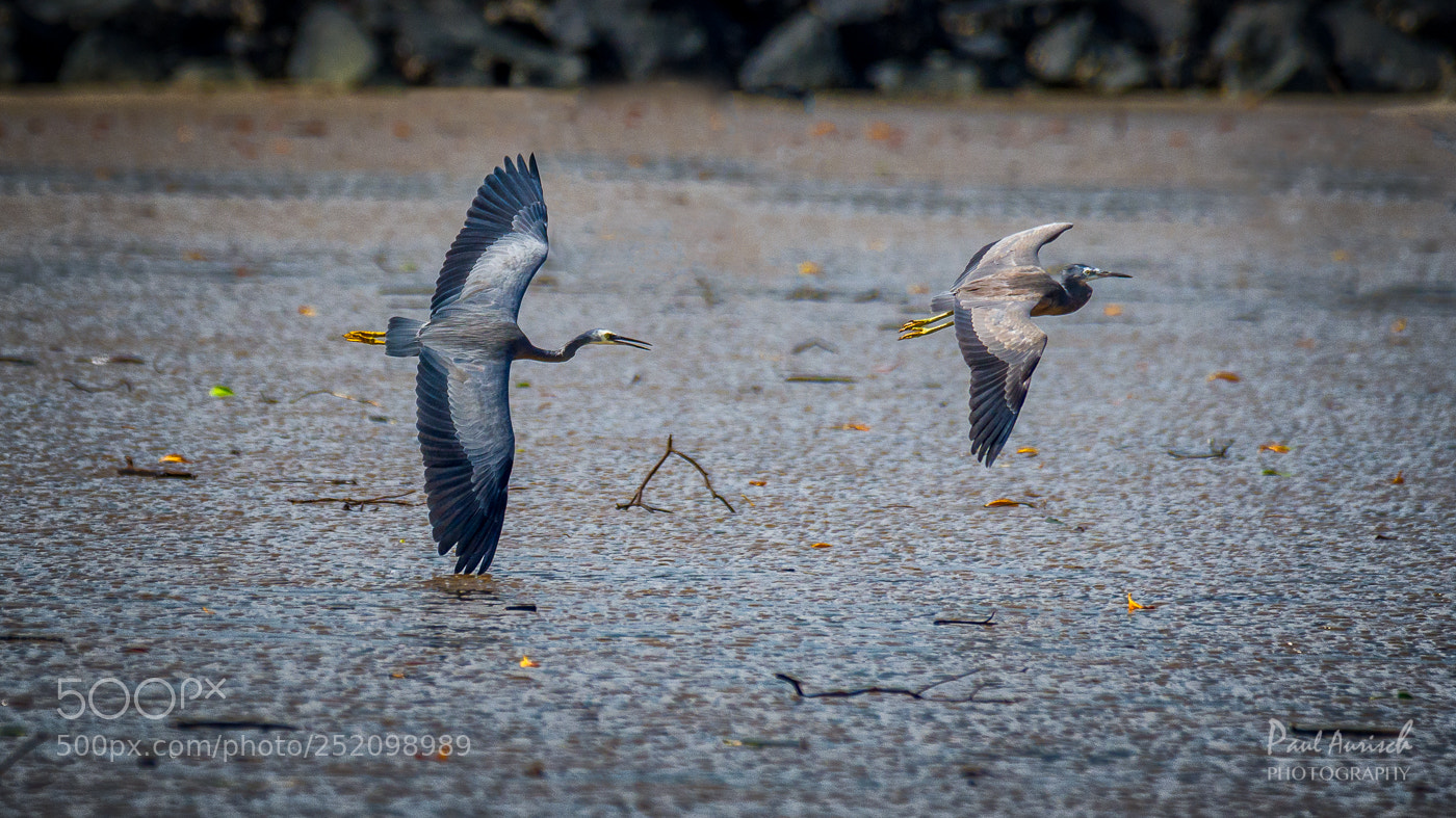 Nikon D500 sample photo. White faced heron photography