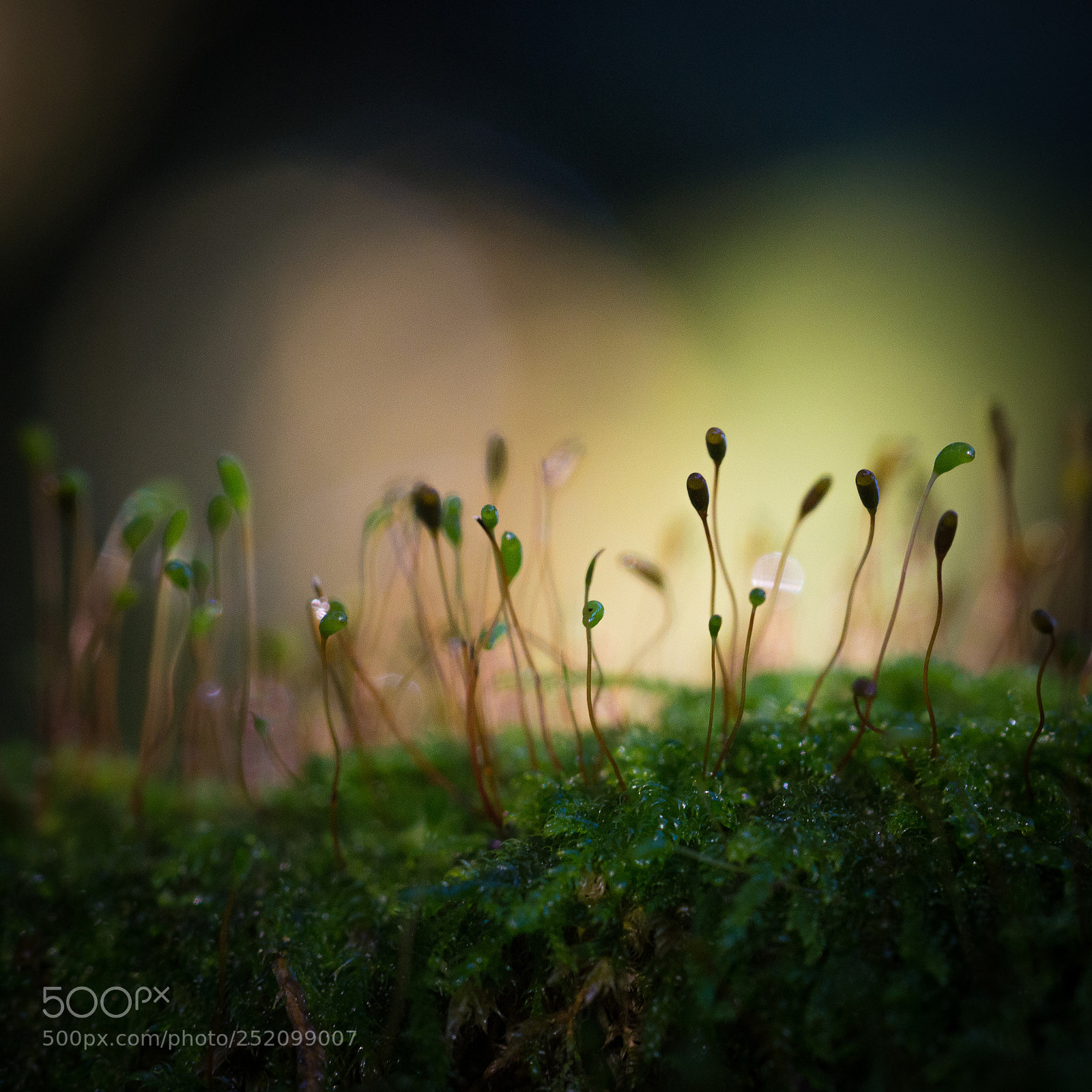 Nikon D3200 sample photo. Moss spores photography