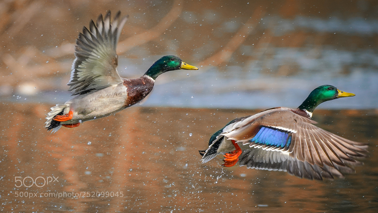 Sony a7R III sample photo. Ducks  photography