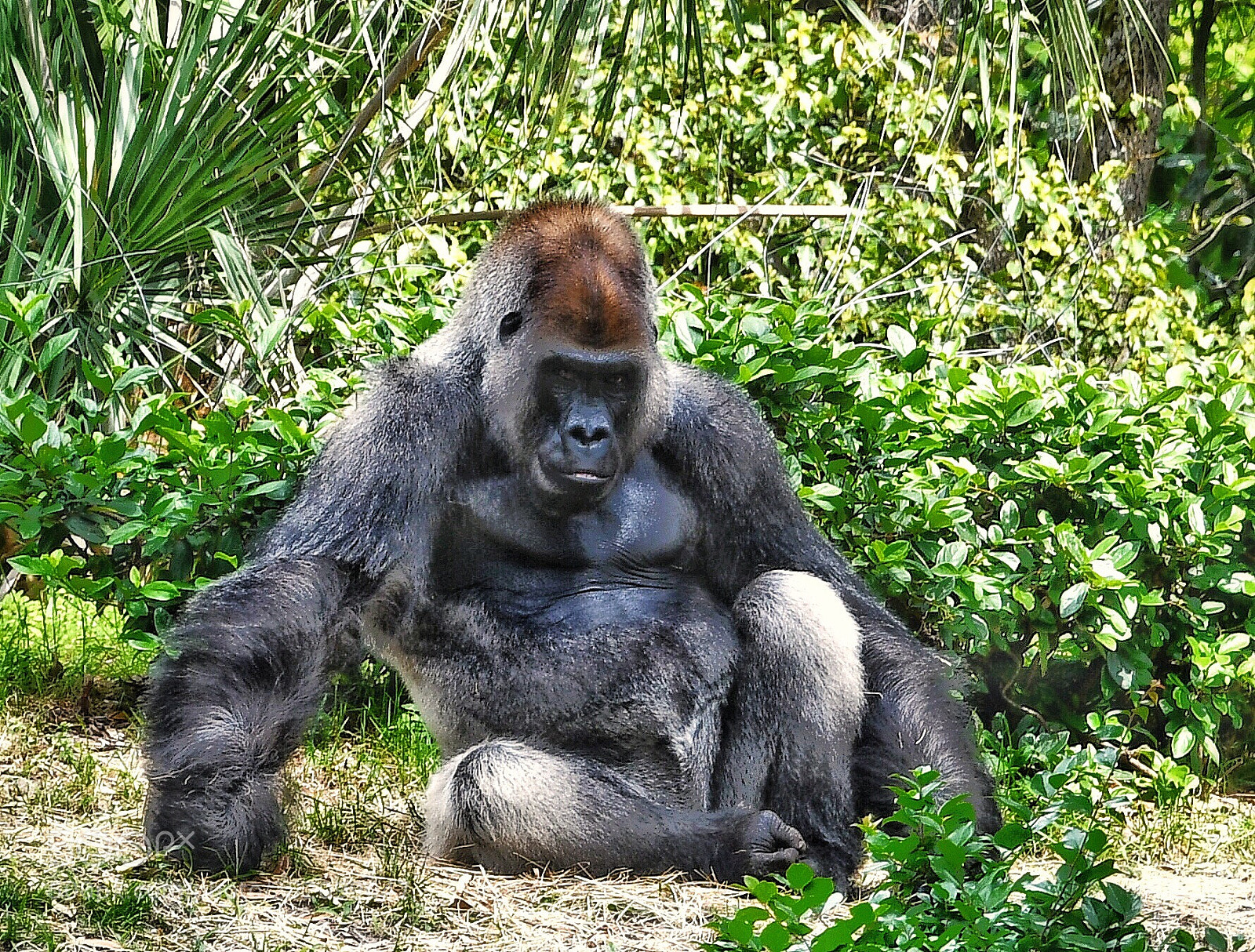 Nikon D7500 sample photo. Gorilla. photography