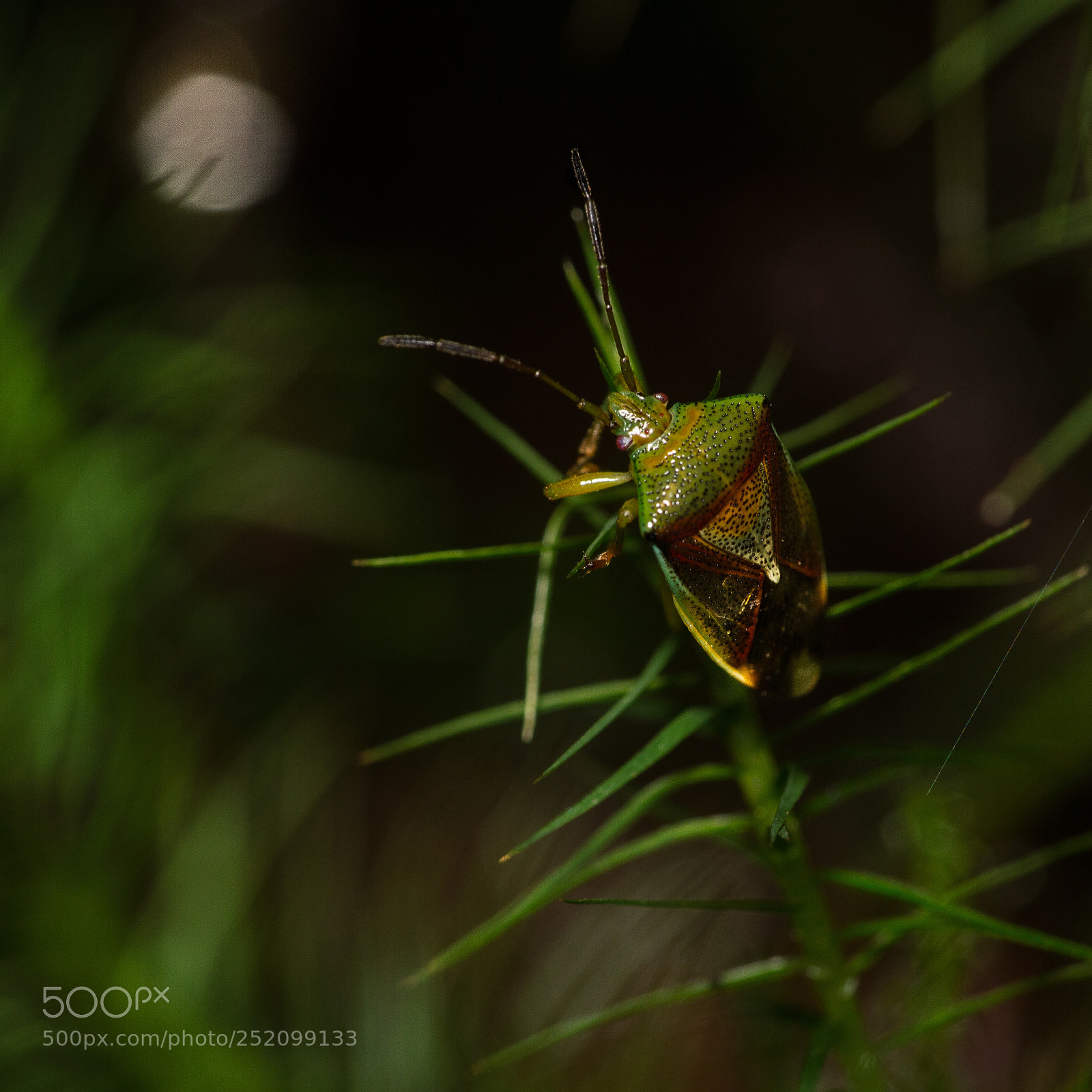 Nikon D3200 sample photo. Birch shieldbug - elasmostethus photography