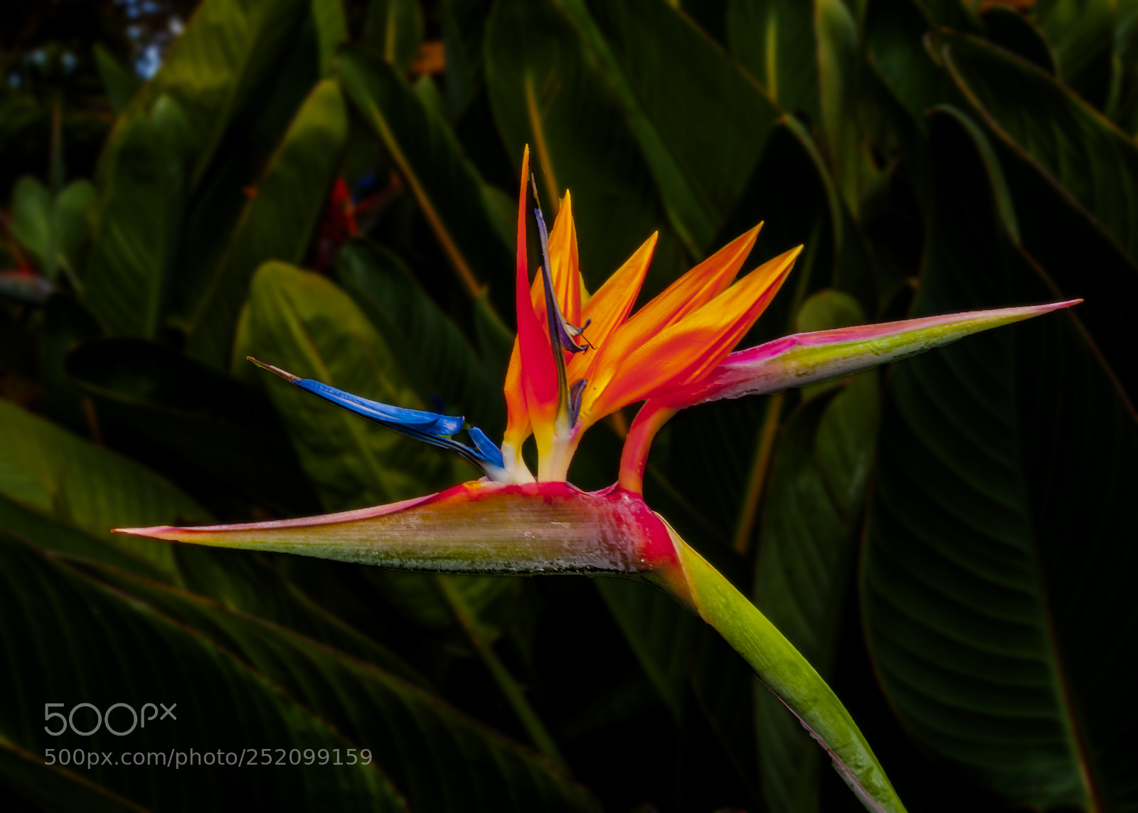 Nikon D300 sample photo. Fiery bird photography