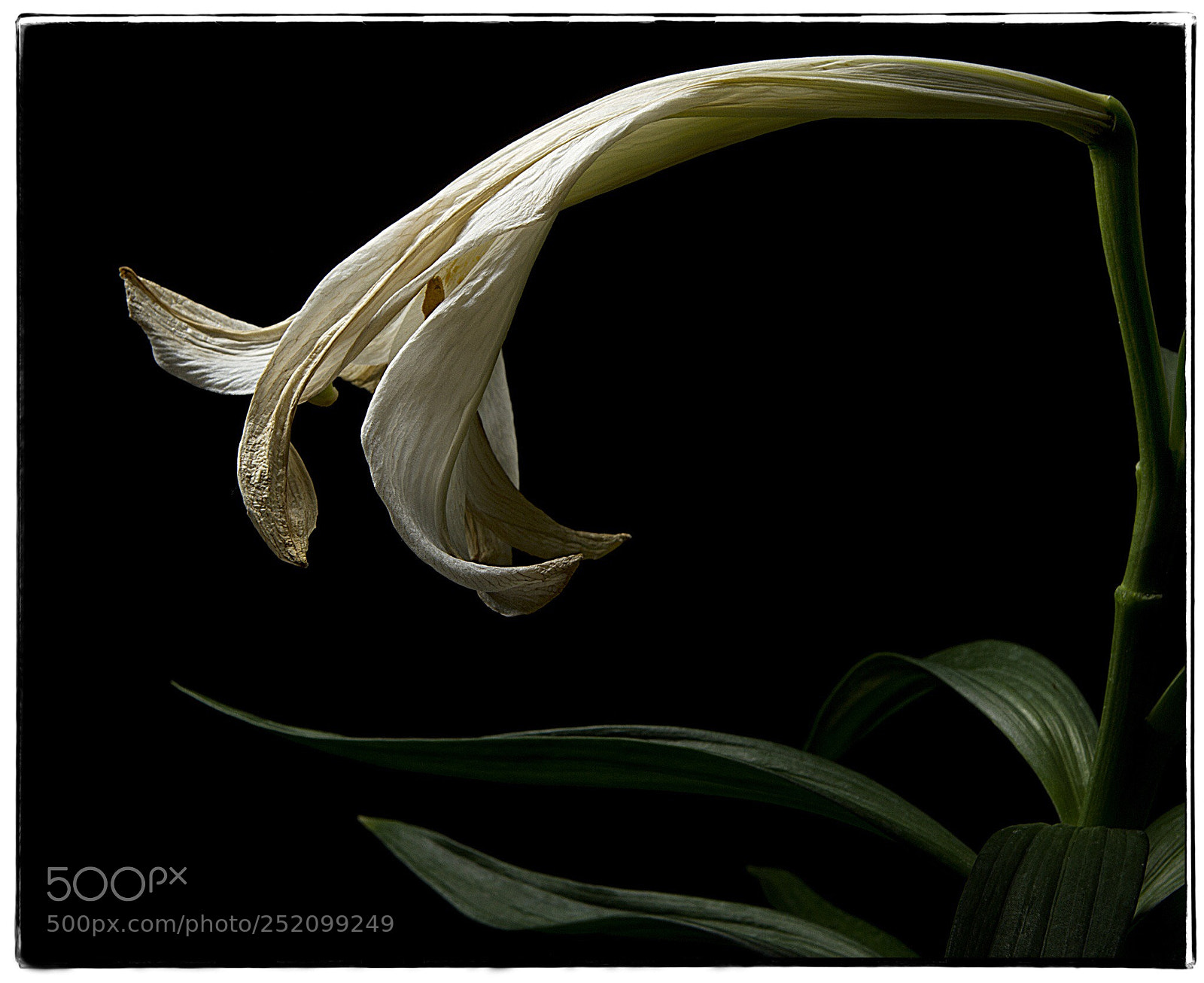 Canon EOS 7D sample photo. Wilting lily  photography