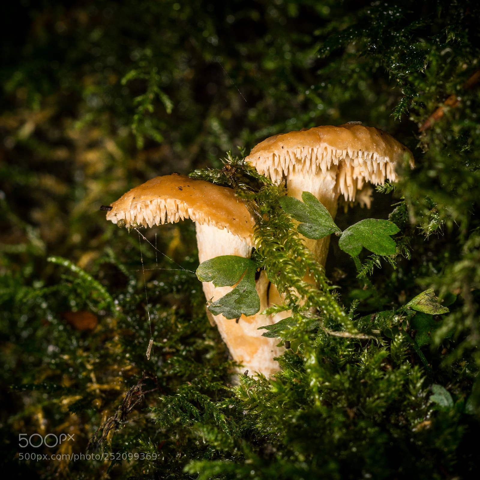 Nikon D3200 sample photo. Hydnum rufescens - terracotta photography