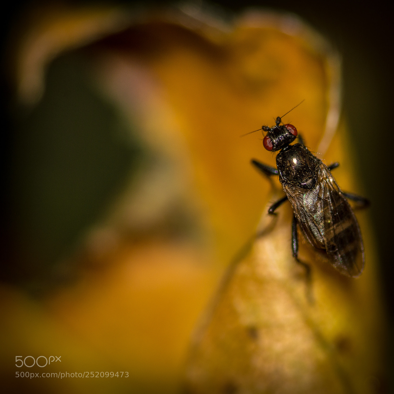 Nikon D3200 sample photo. Copromyza - lesser dung photography