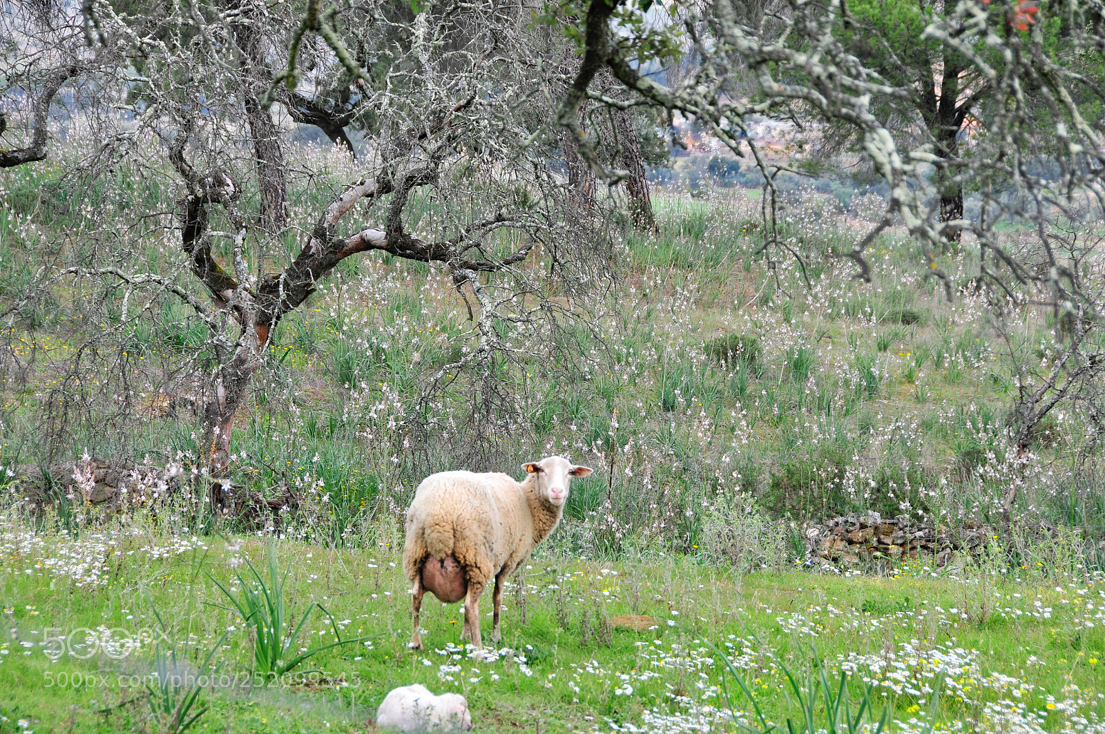 Nikon D300 sample photo. Little paradise photography