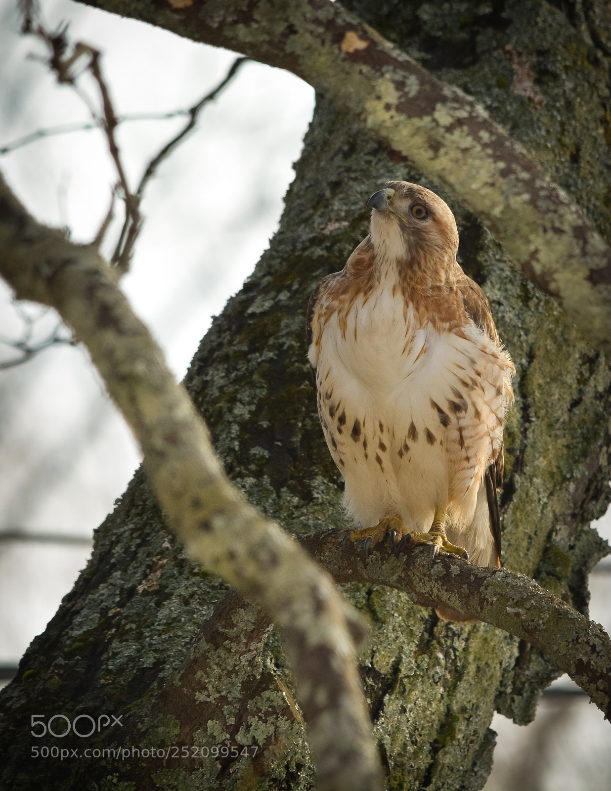 Nikon D7100 sample photo. Inquisitive photography