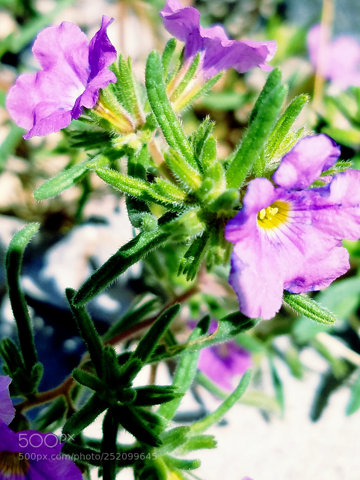 Samsung Galaxy S7 sample photo. Purple photography