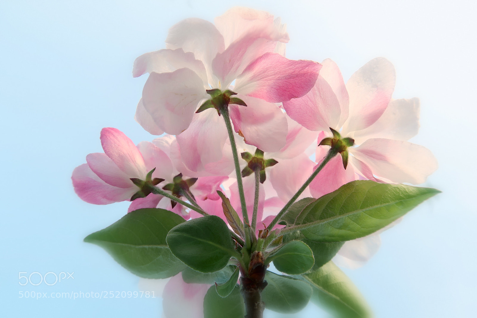 Canon PowerShot G7 X Mark II sample photo. ?chinese flowering crapapple photography
