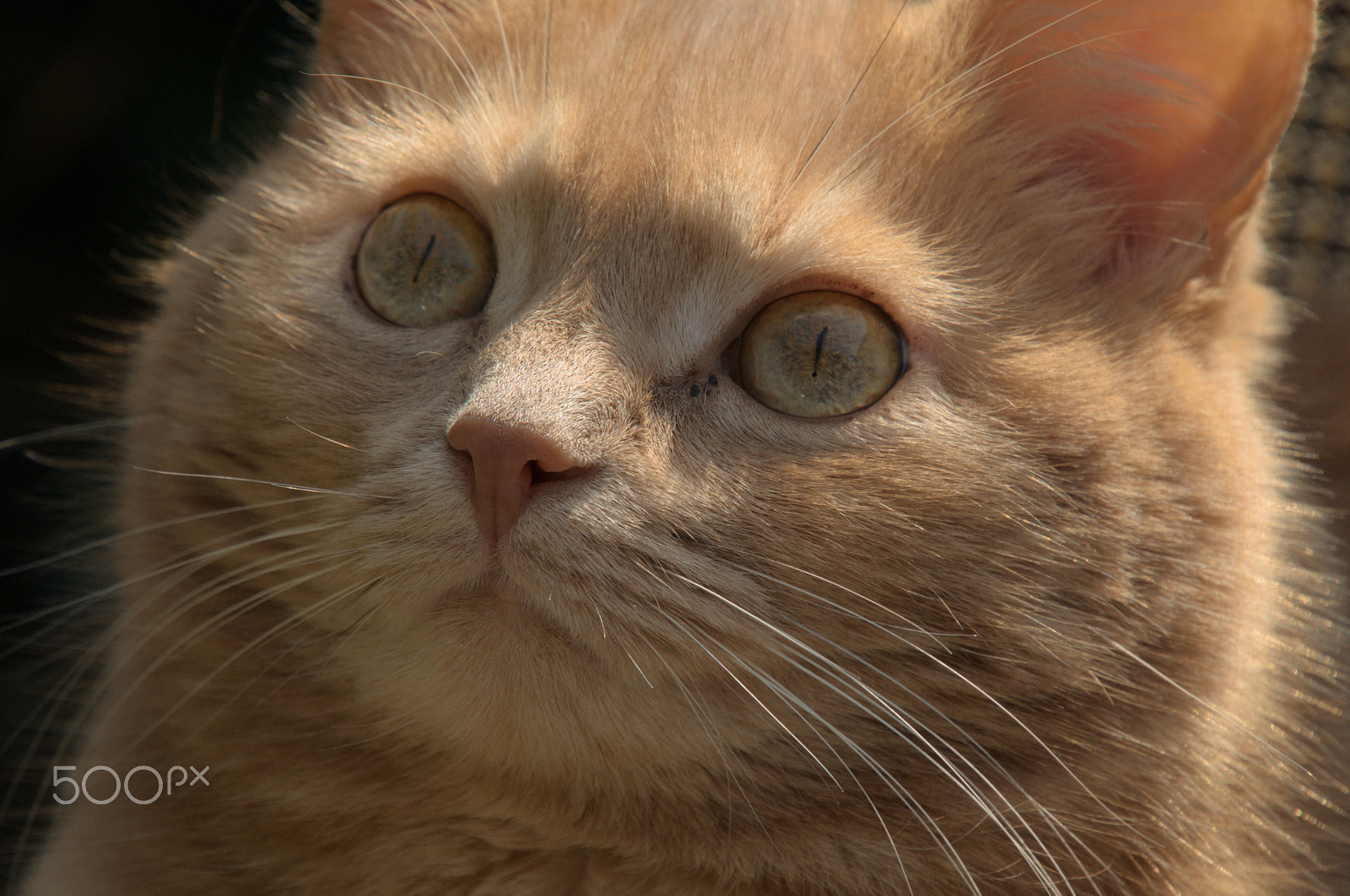 Nikon D300 sample photo. Belis photography