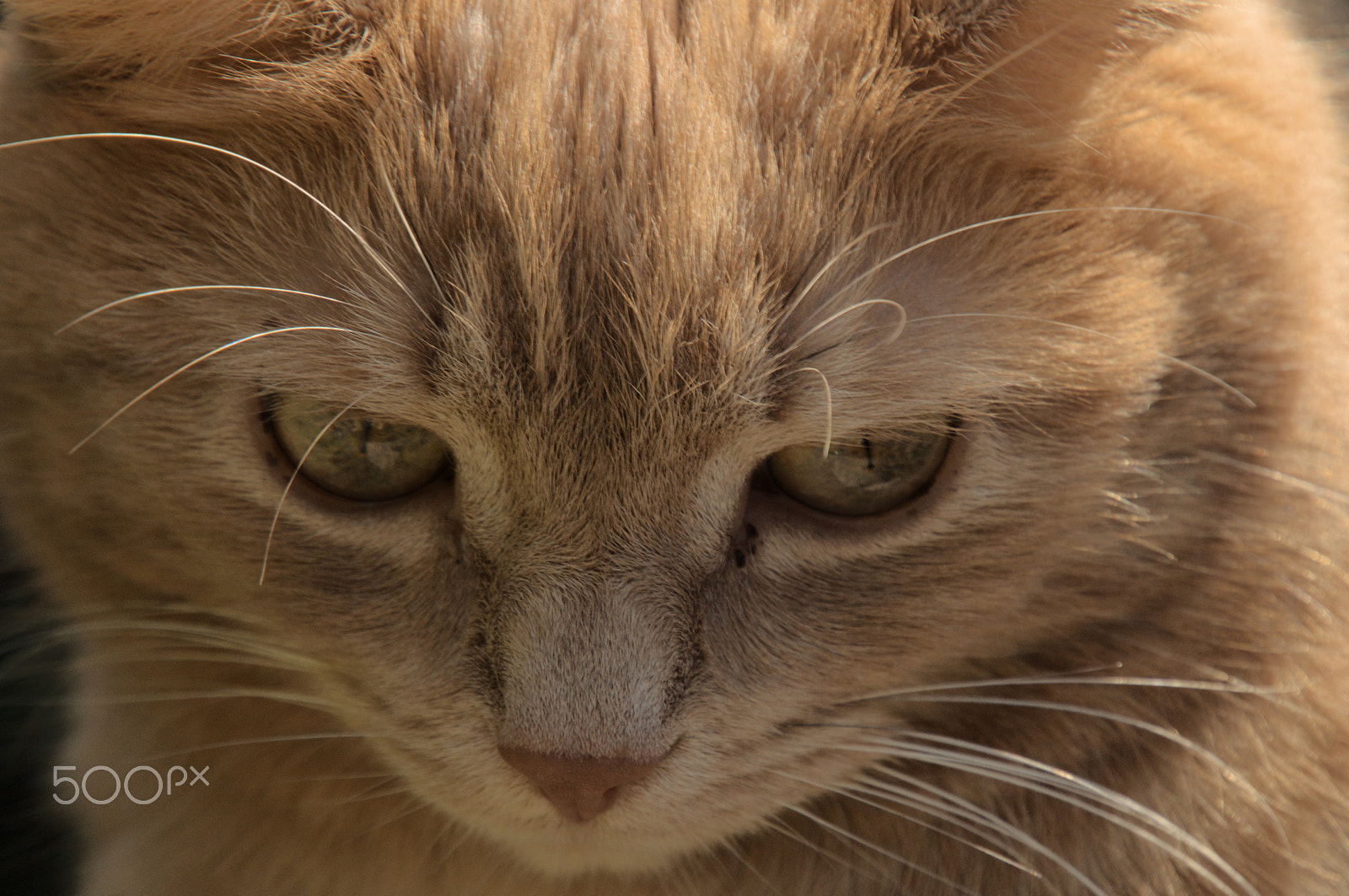 Nikon D300 sample photo. Belis photography