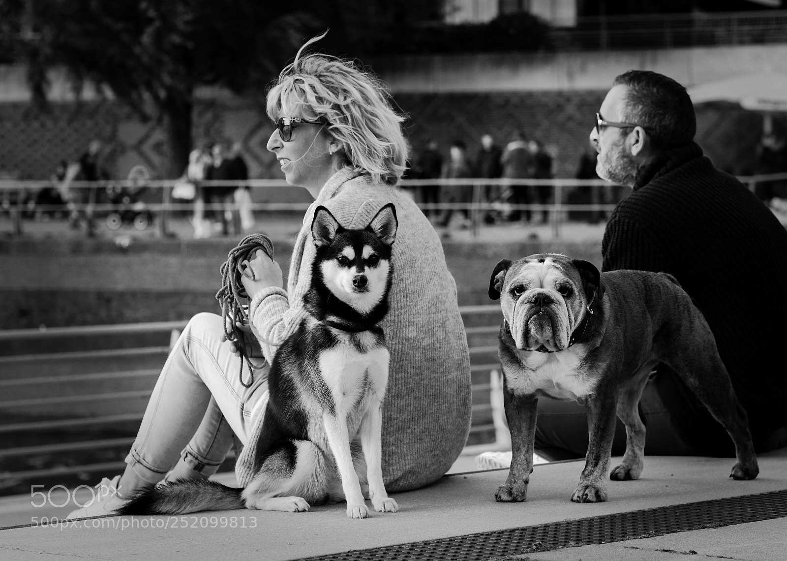 Panasonic Lumix DMC-GH4 sample photo. Two dogs with different photography