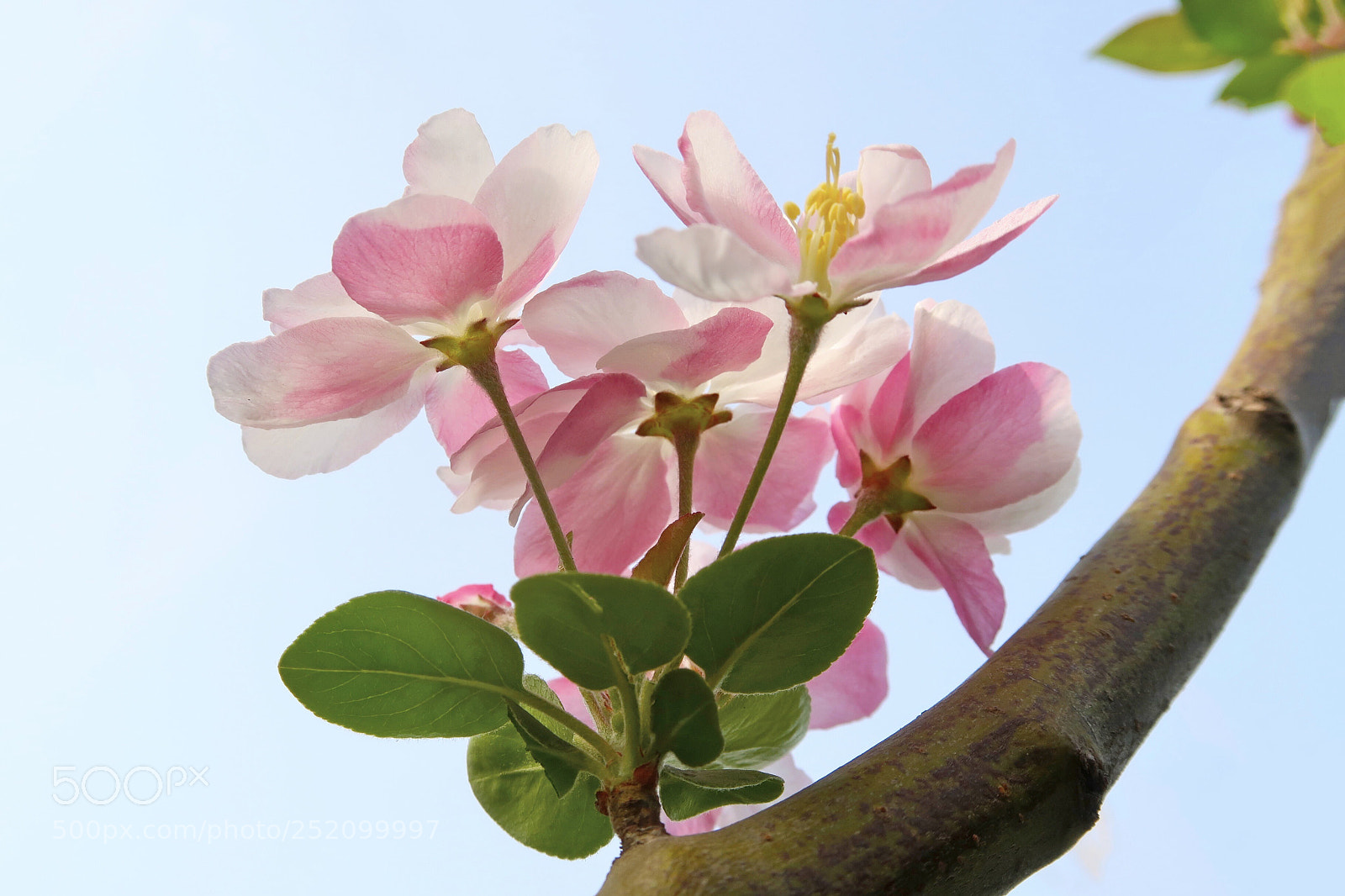 Canon PowerShot G7 X Mark II sample photo. Flower photography