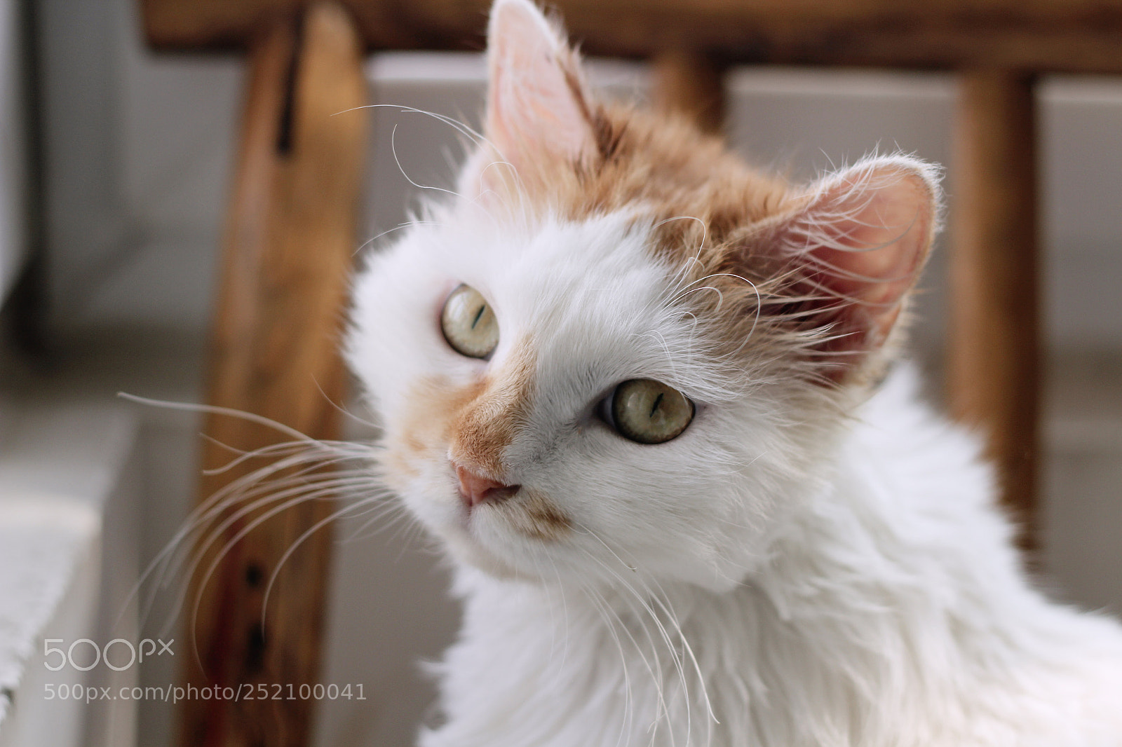 Canon EOS 600D (Rebel EOS T3i / EOS Kiss X5) sample photo. My cat photography