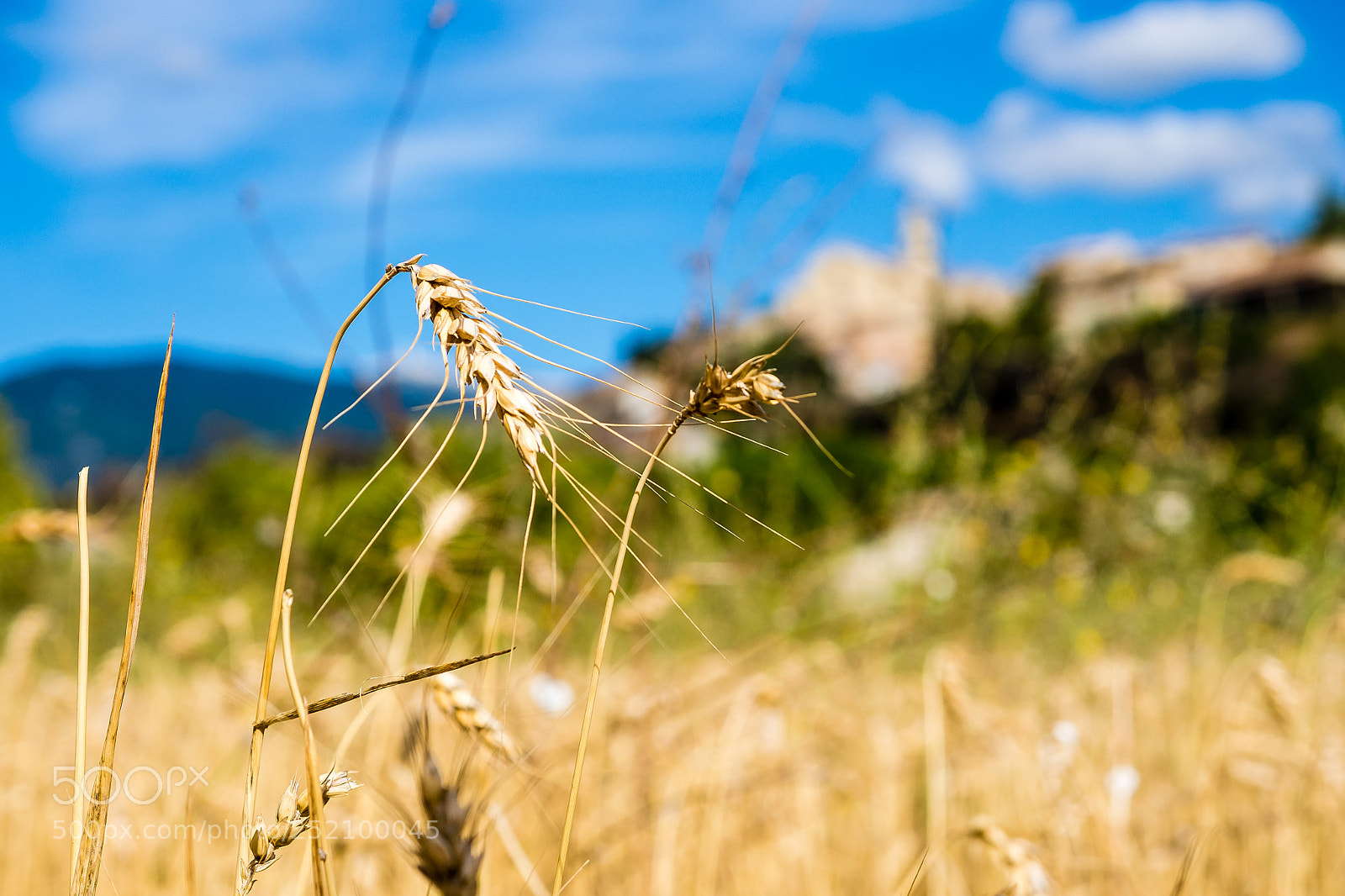 Olympus OM-D E-M5 sample photo. Wheat in provence photography