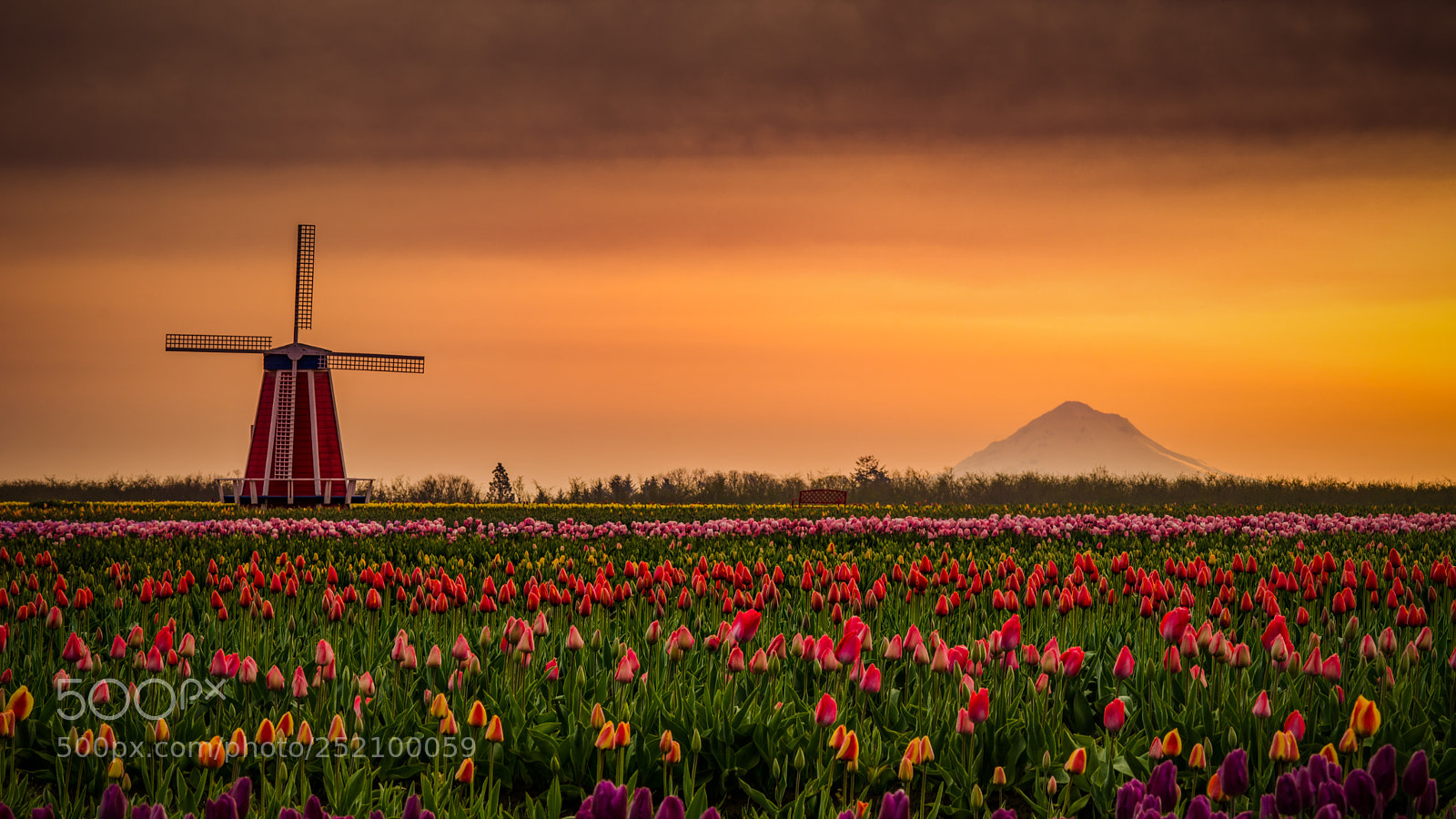 Nikon D7000 sample photo. Windmill and tulips photography