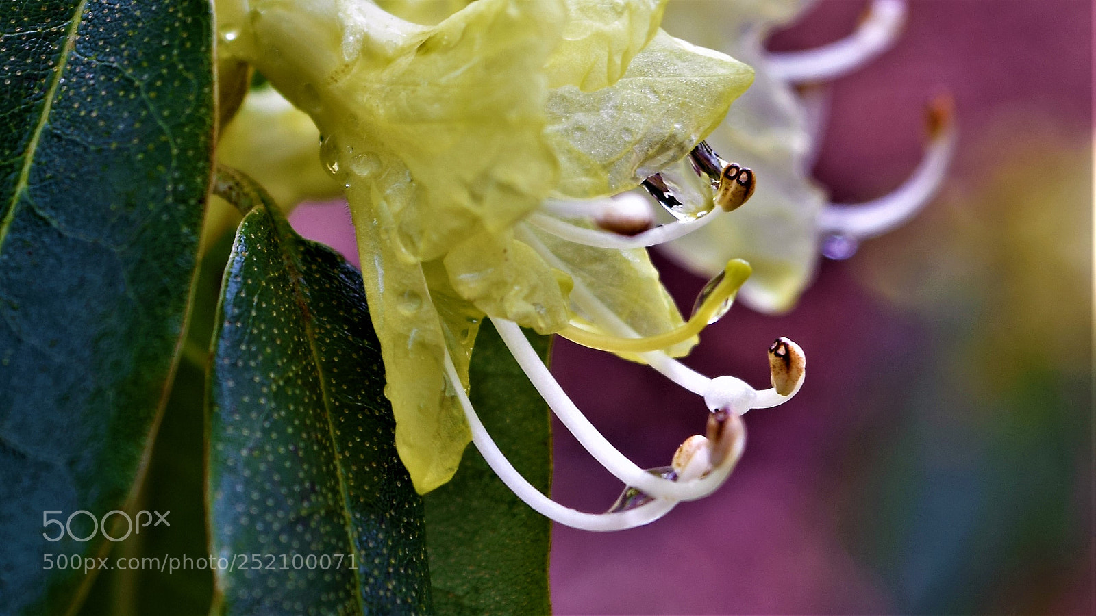 Nikon D5300 sample photo. Unknown plant photography