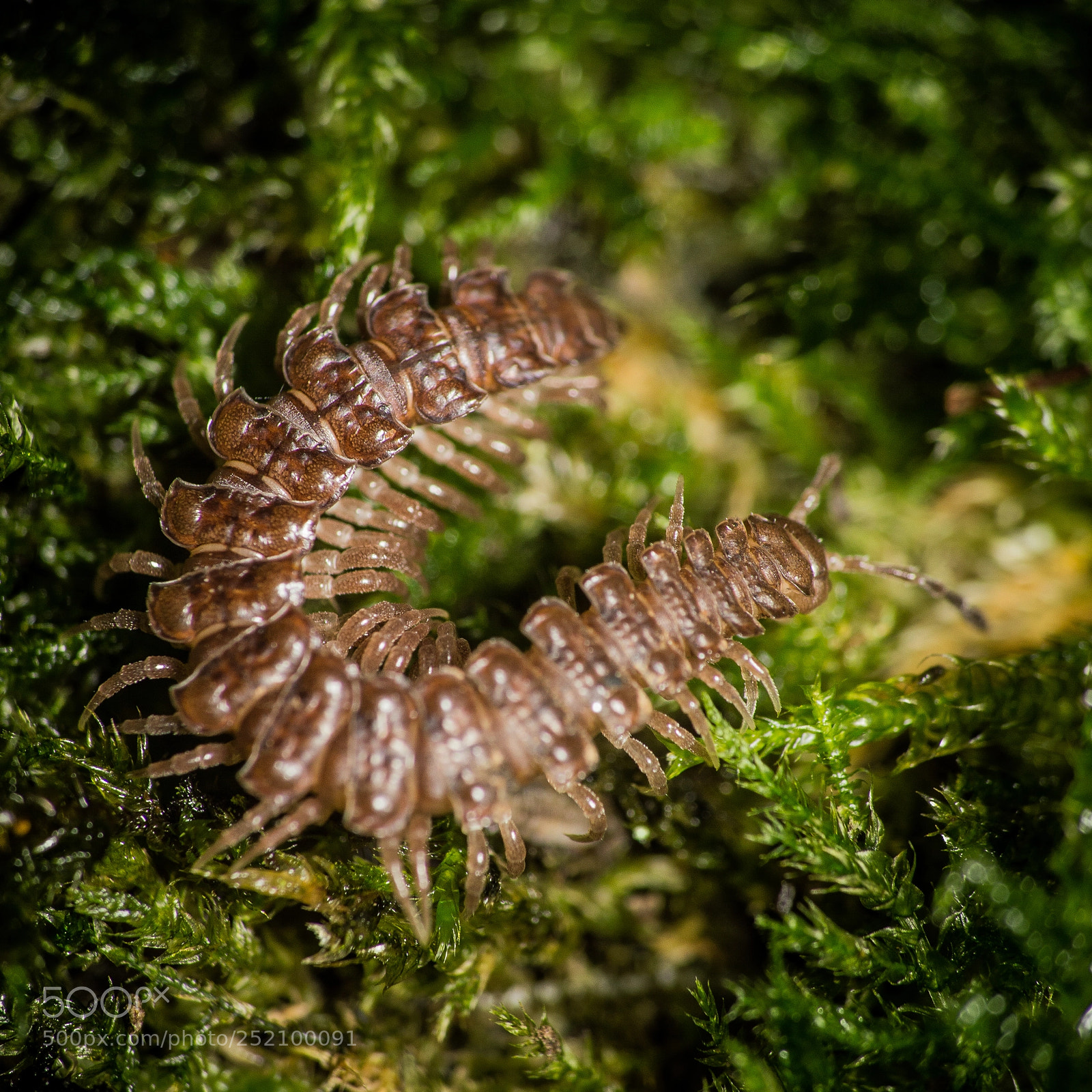 Nikon D3200 sample photo. Polydesmus angustus - flat photography
