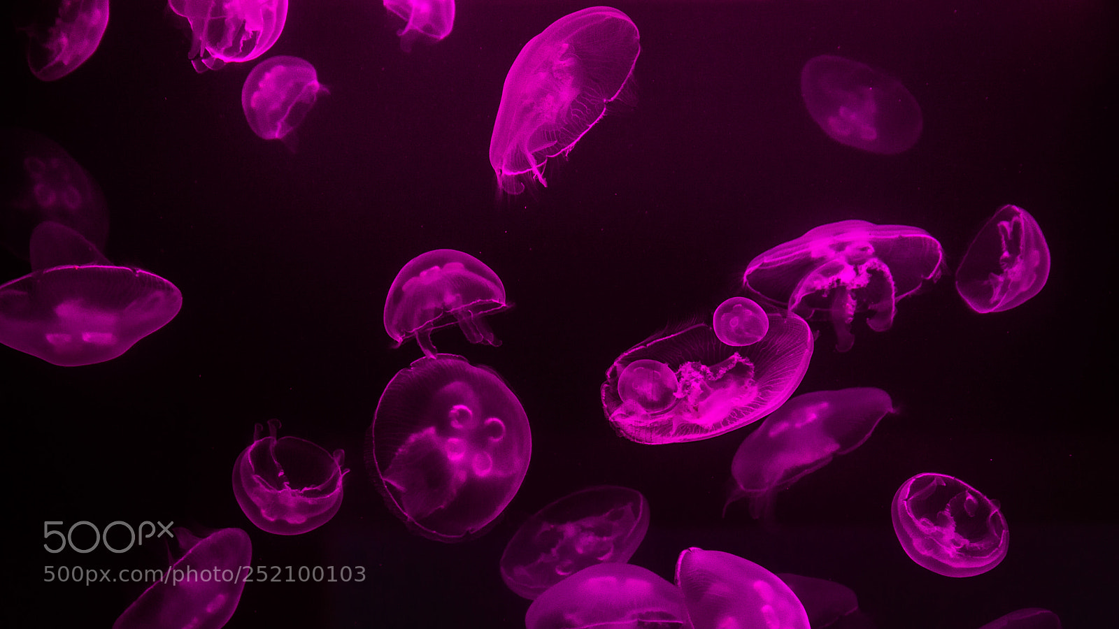 Nikon D3200 sample photo. Jellyfishes photography