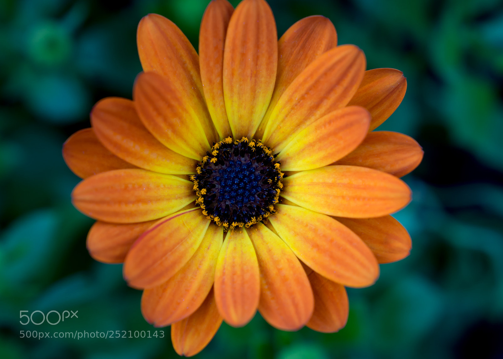 Sony a7 II sample photo. Beauty ii photography