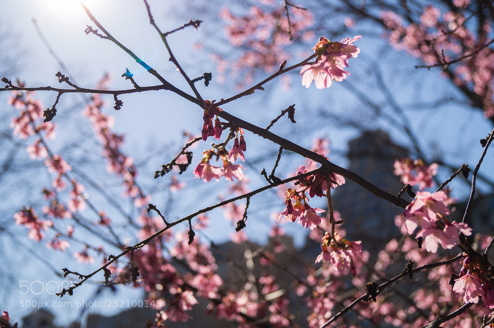 Sony SLT-A58 sample photo. Spring  photography