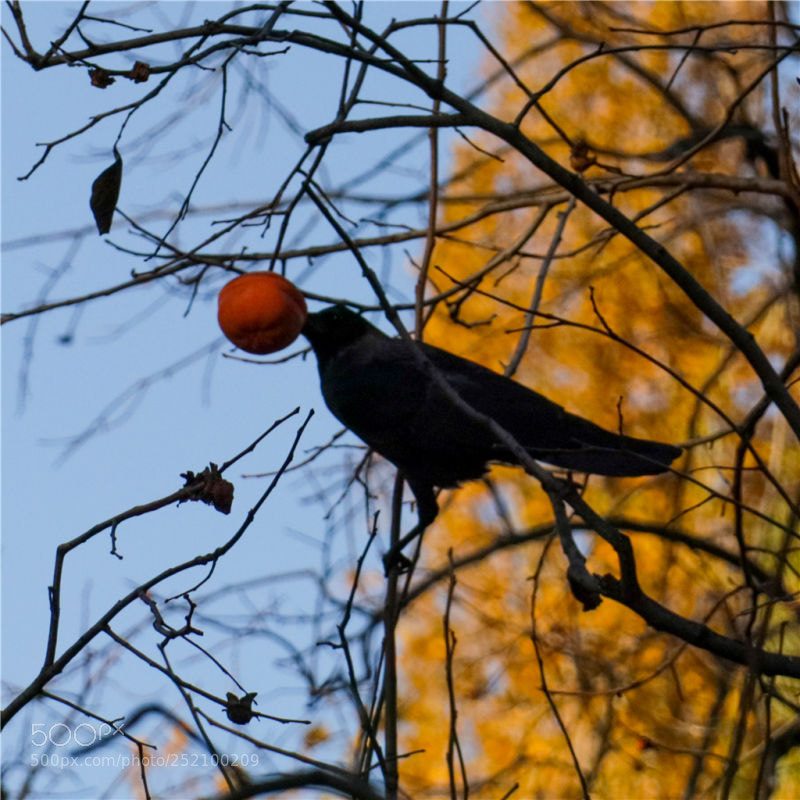 Canon EOS M5 sample photo. Autumn photography
