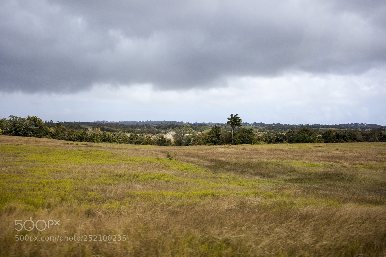 Canon EOS 5D Mark II sample photo. Grass photography