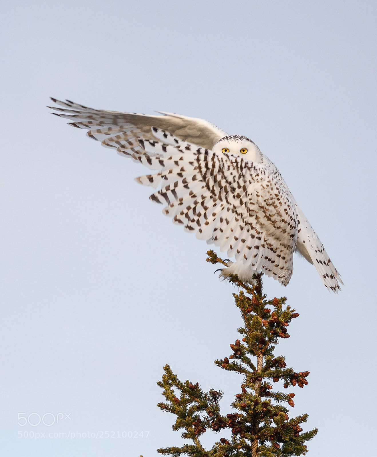 Canon EOS 5D Mark IV sample photo. Snowy owl dab photography