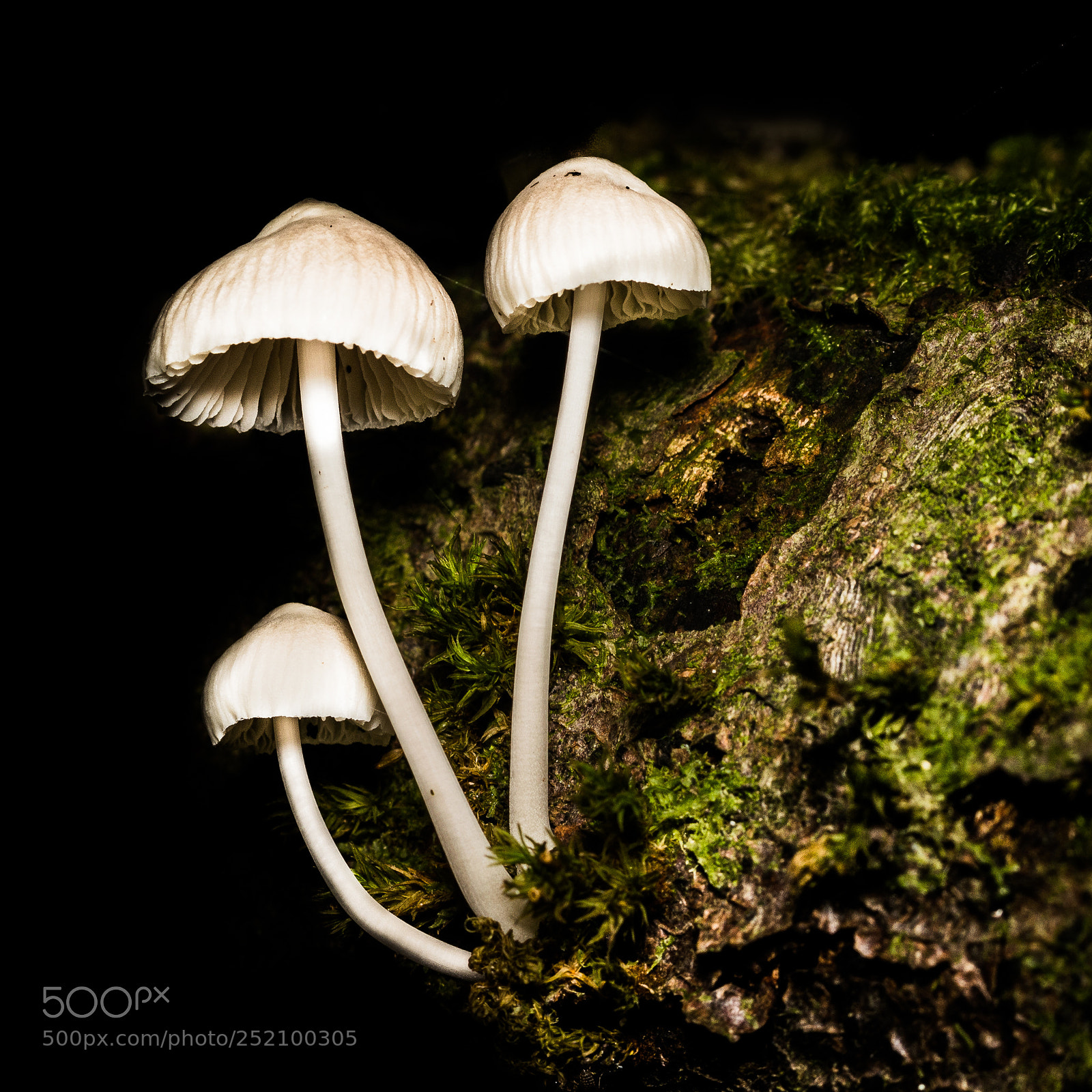Nikon D3200 sample photo. Toque mycena - rosy photography
