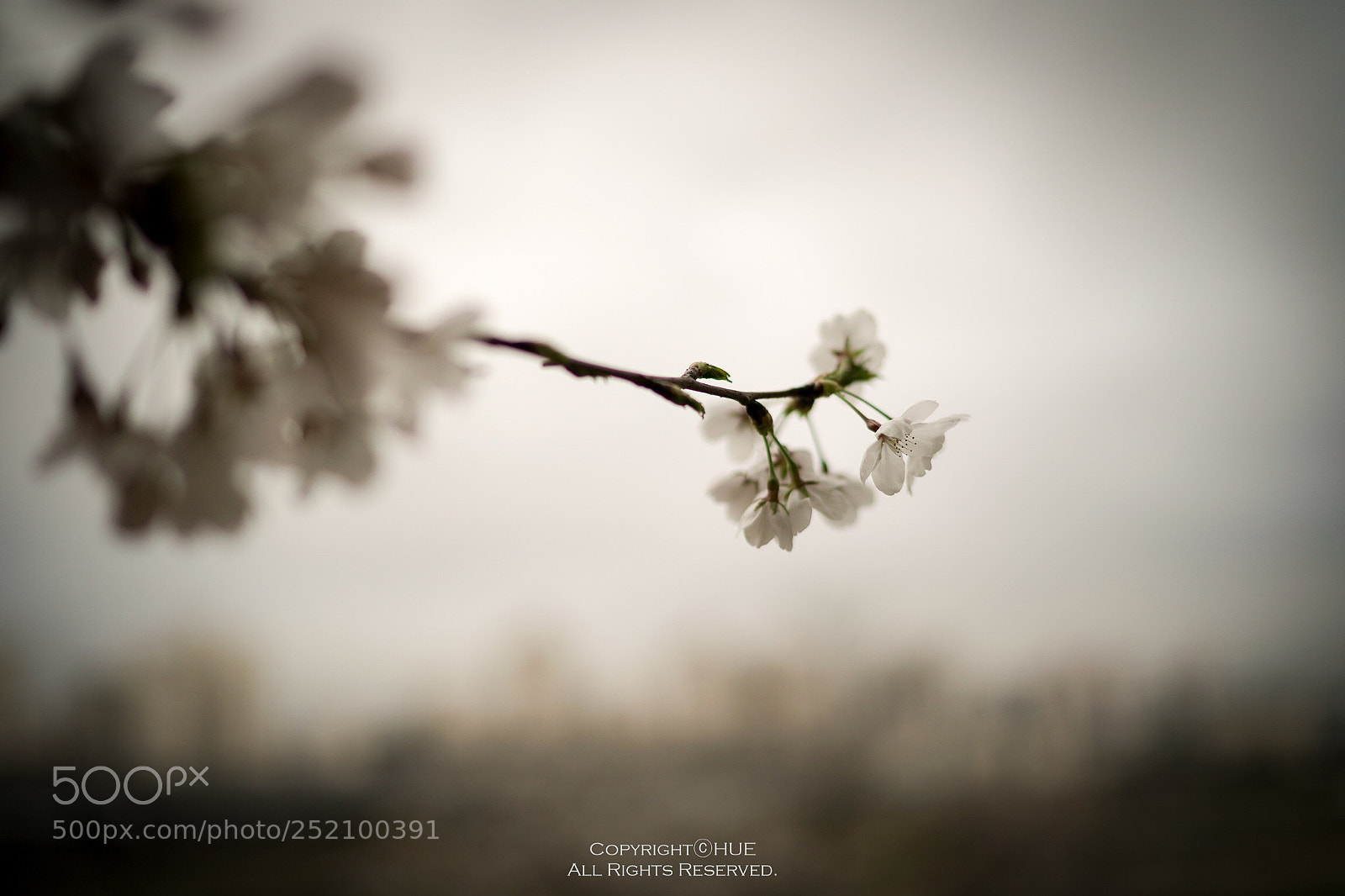 Sony a9 sample photo. Spring photography