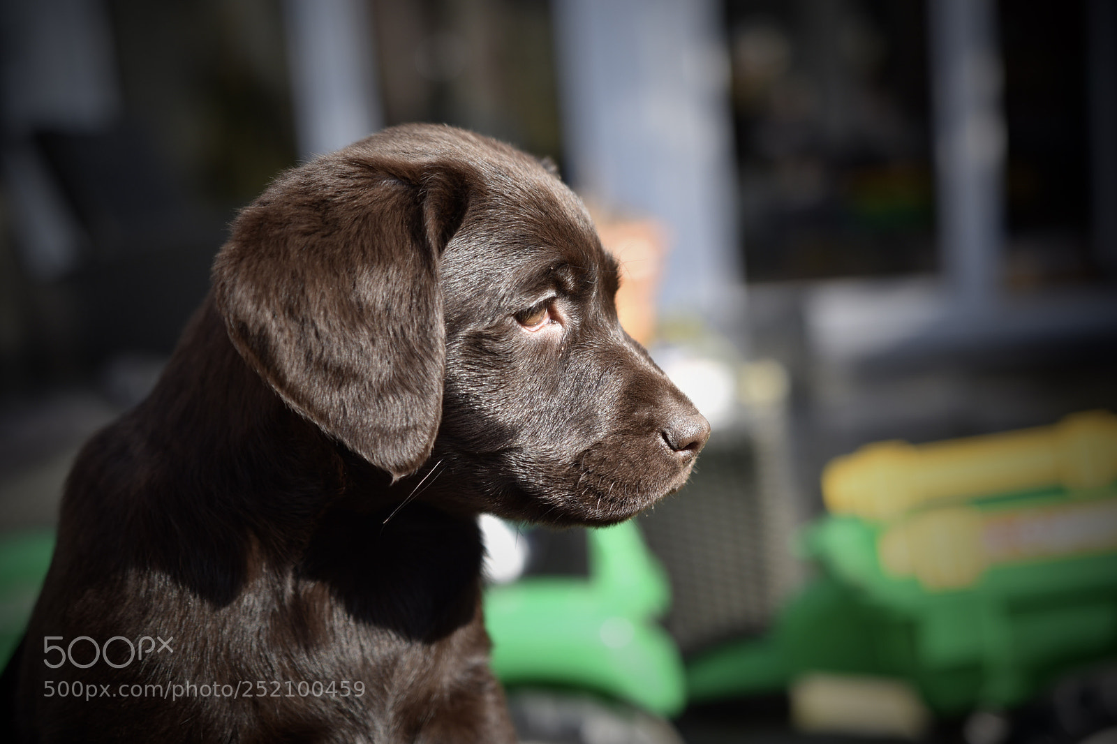 Nikon D5500 sample photo. Labrador retriever photography