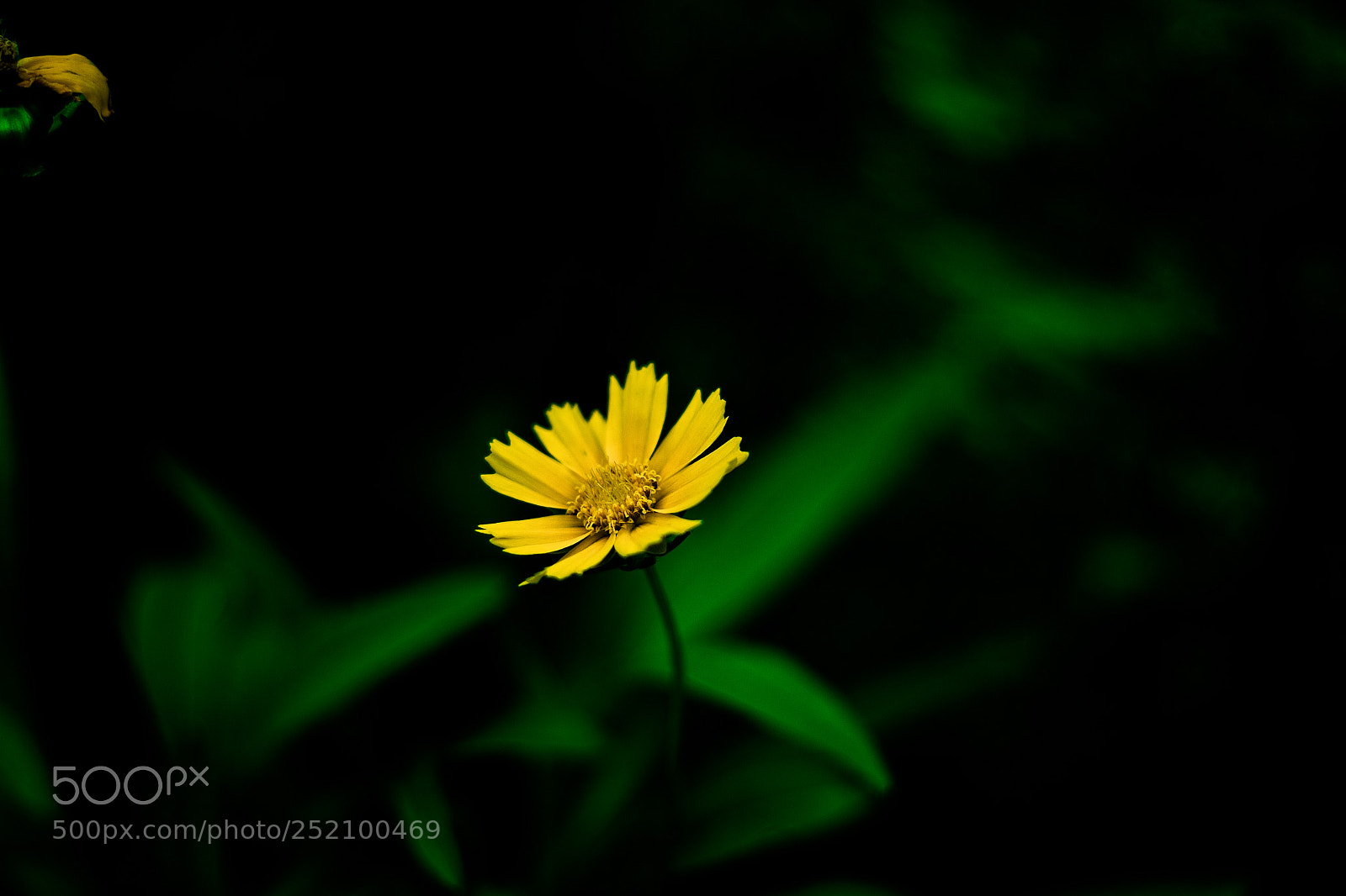 Canon EOS 80D sample photo. Jpg photography