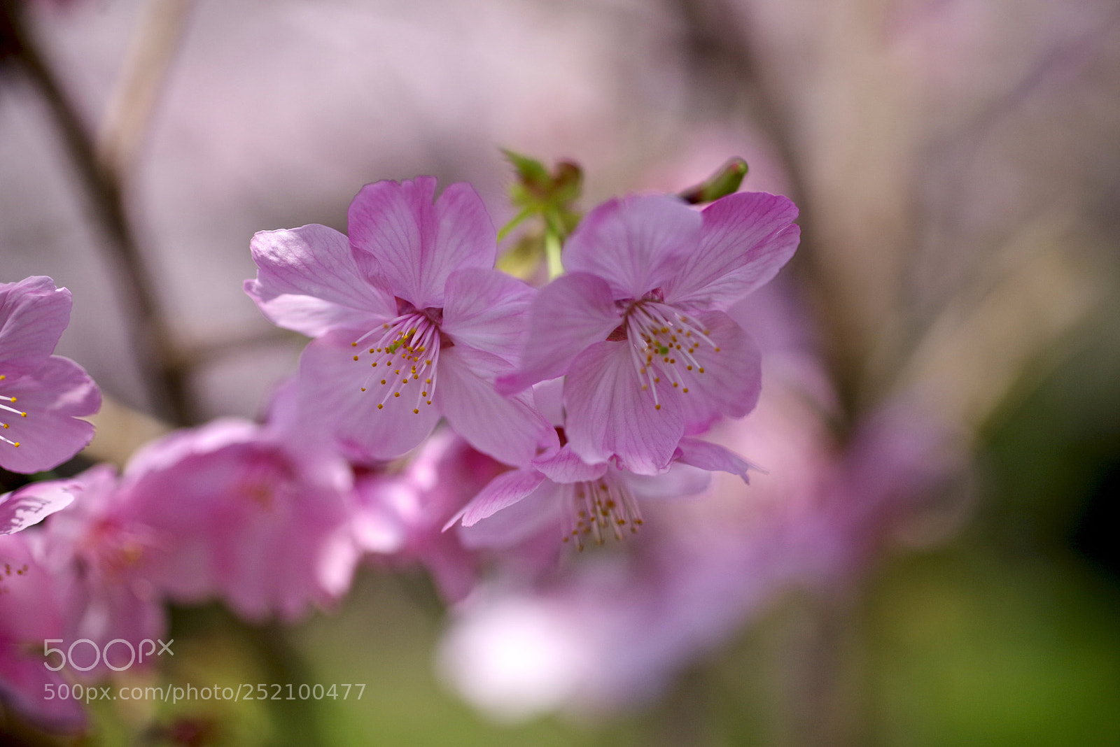 Pentax K-1 sample photo. Deep pink photography