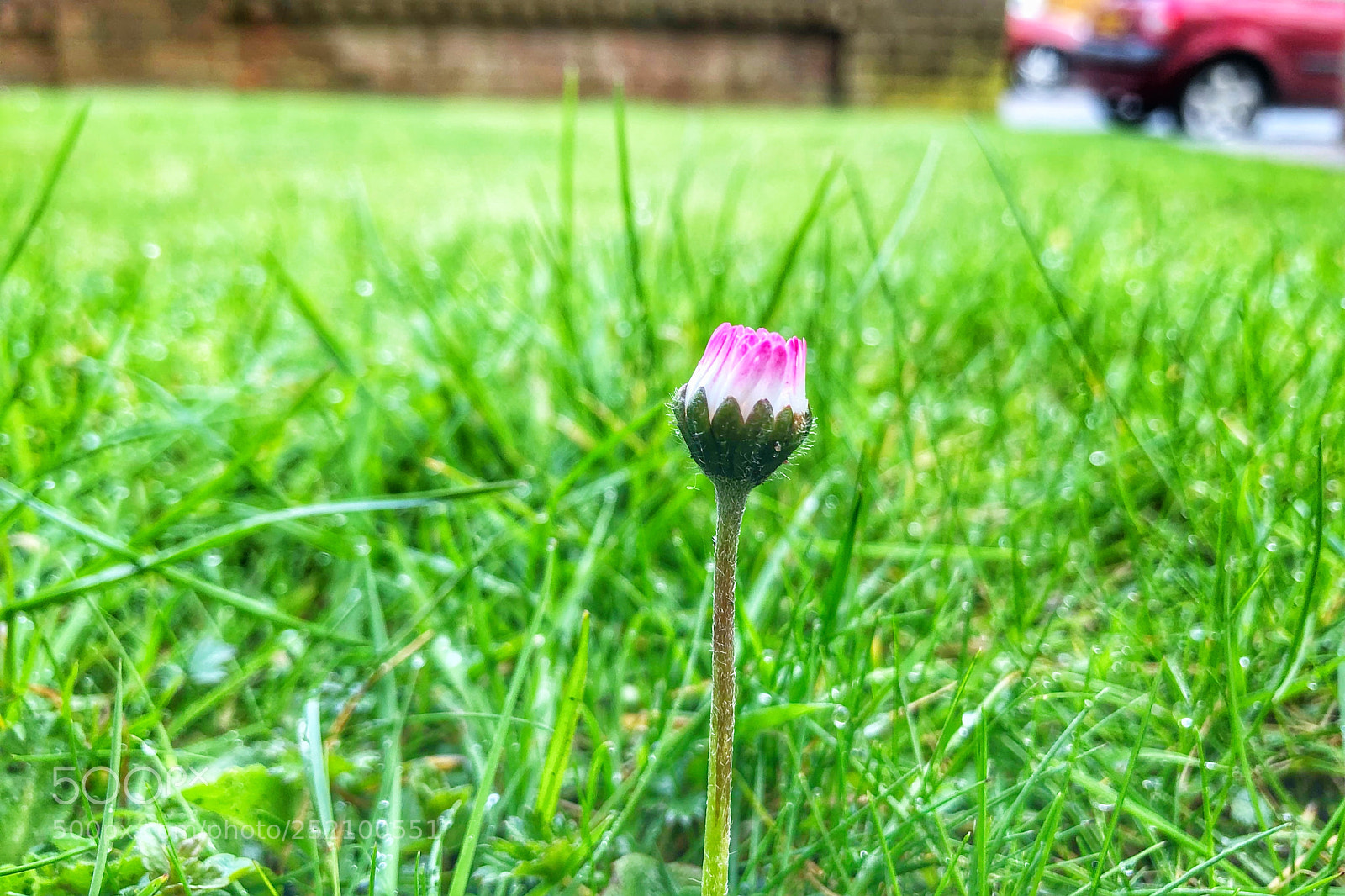 Apple iPhone 8 Plus sample photo. Tiny lovely daisy photography