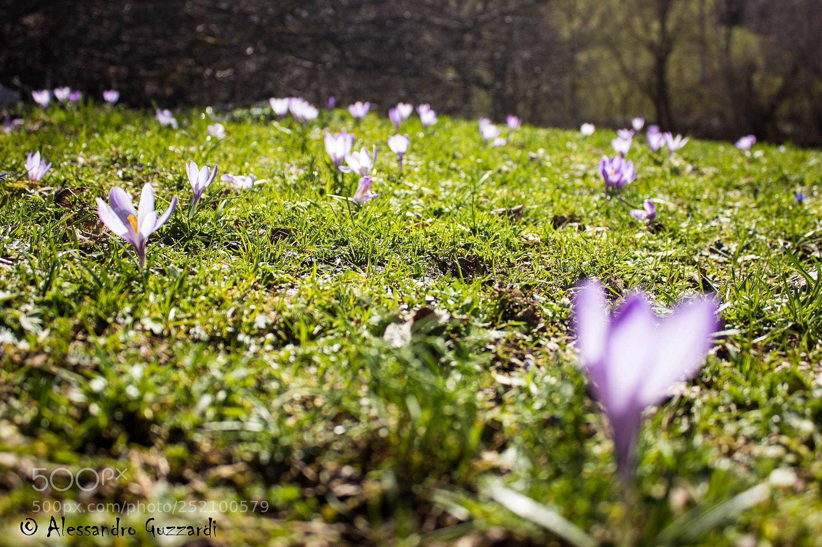 Canon EOS 600D (Rebel EOS T3i / EOS Kiss X5) sample photo. Spring is coming photography
