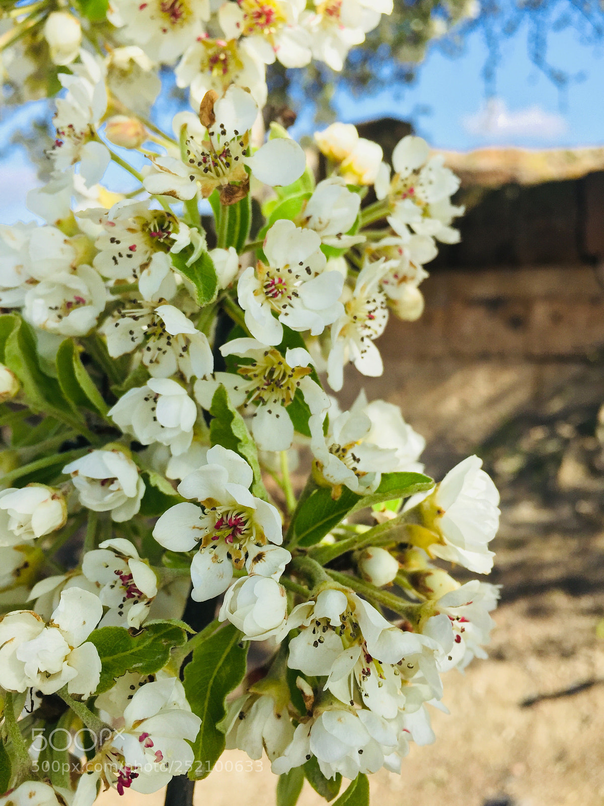 Apple iPhone 6 Plus sample photo. Untitled photography
