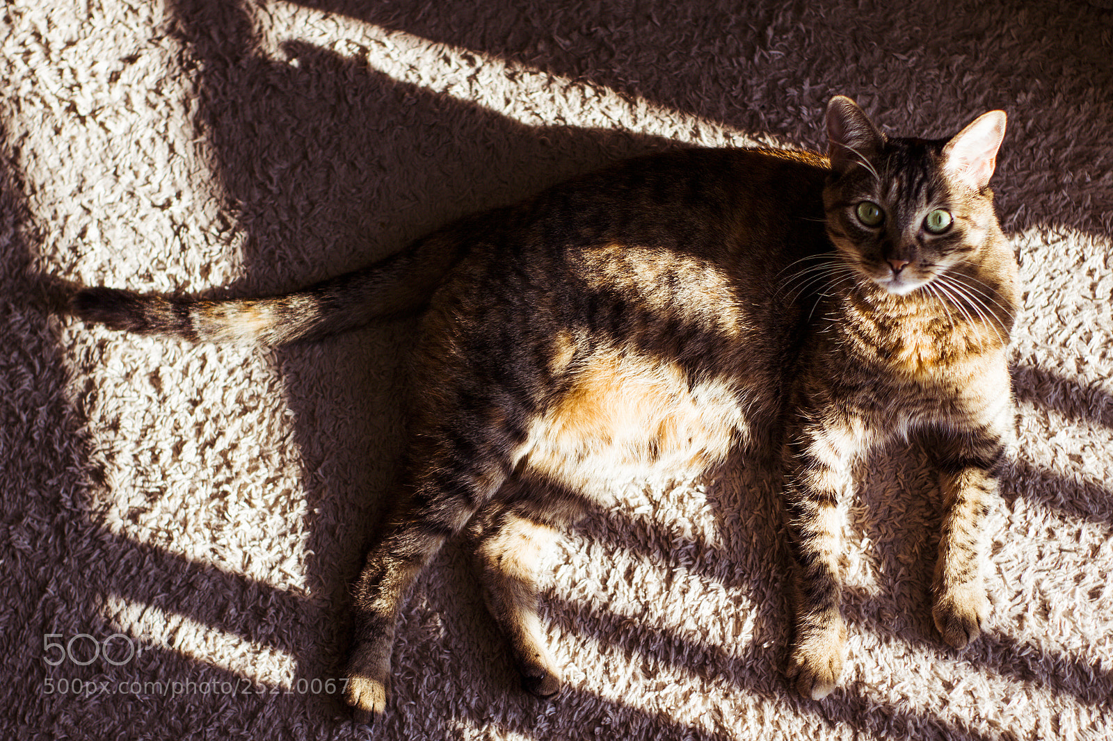 Canon EOS 750D (EOS Rebel T6i / EOS Kiss X8i) sample photo. Lugar ao sol photography