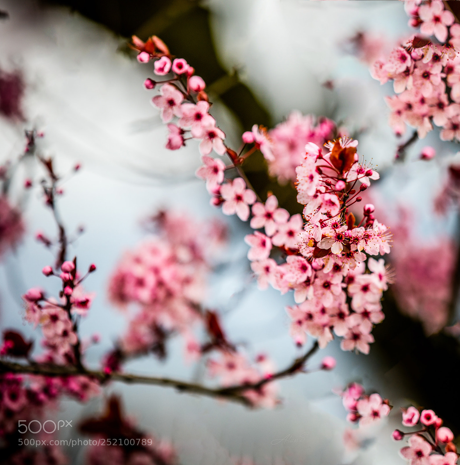 Canon EOS 5DS R sample photo. Cherry blooming photography