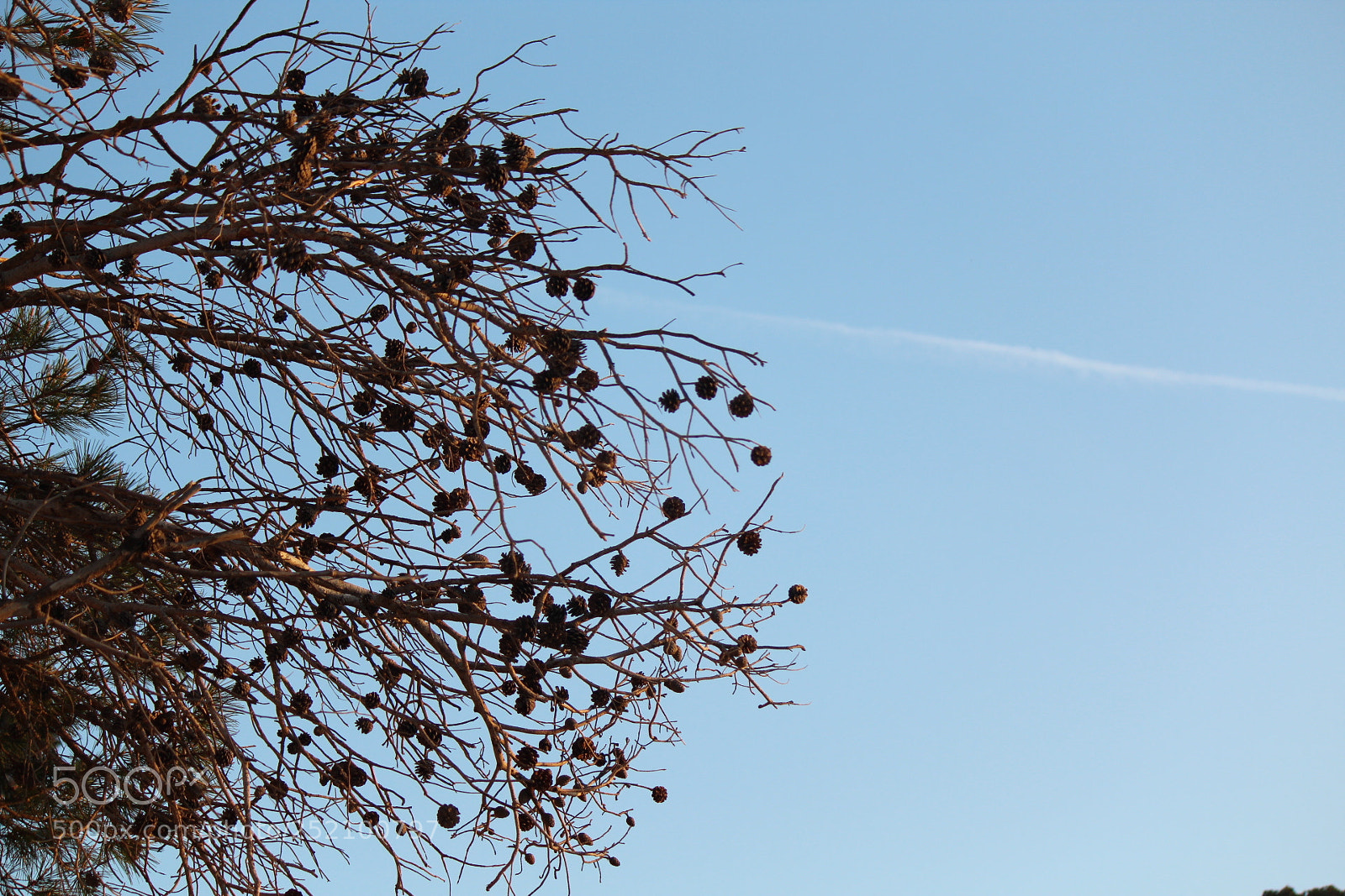 Canon EF-S 55-250mm F4-5.6 IS II sample photo. Tree photography
