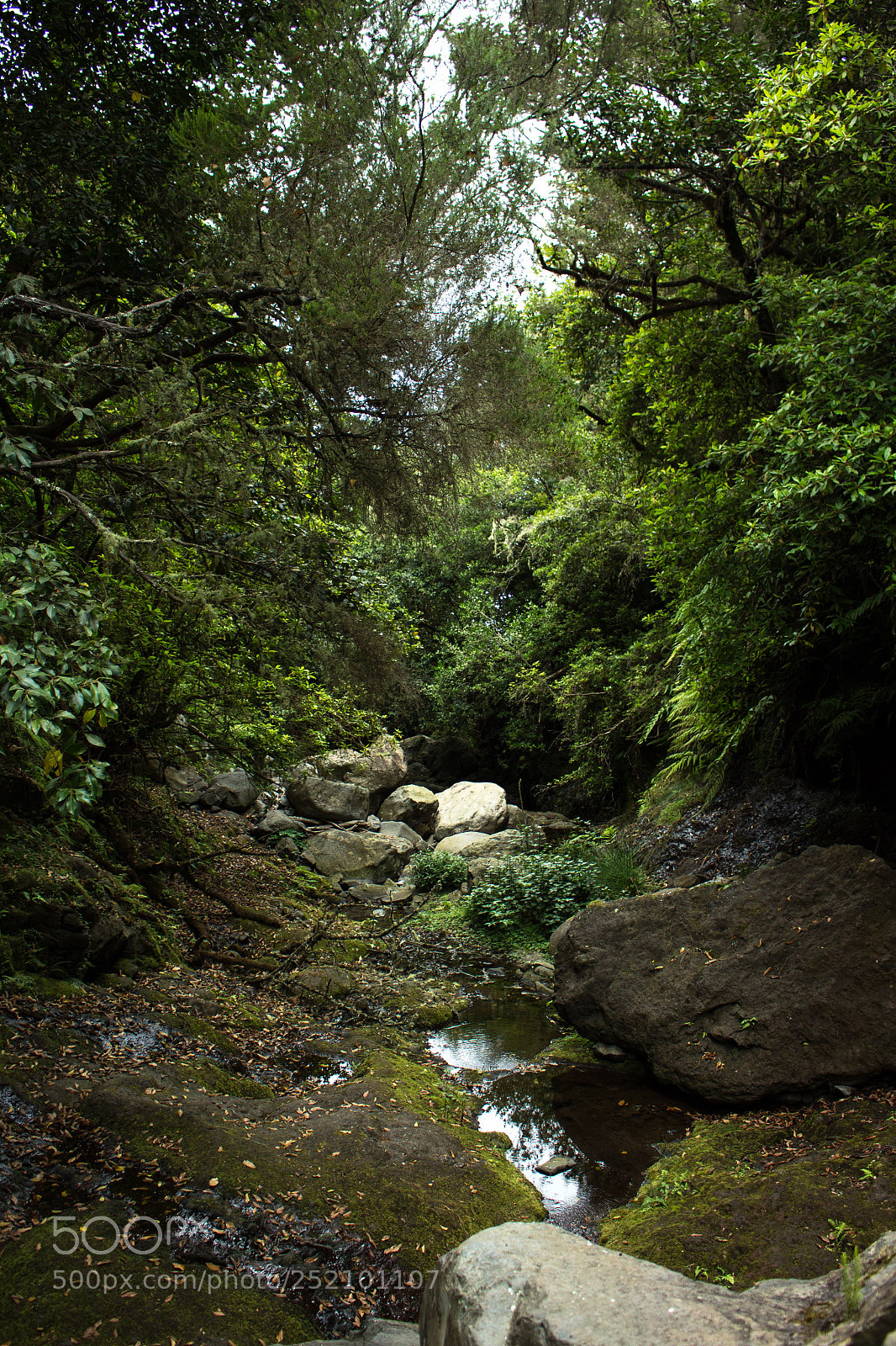 Canon EOS 700D (EOS Rebel T5i / EOS Kiss X7i) sample photo. Green beauty photography