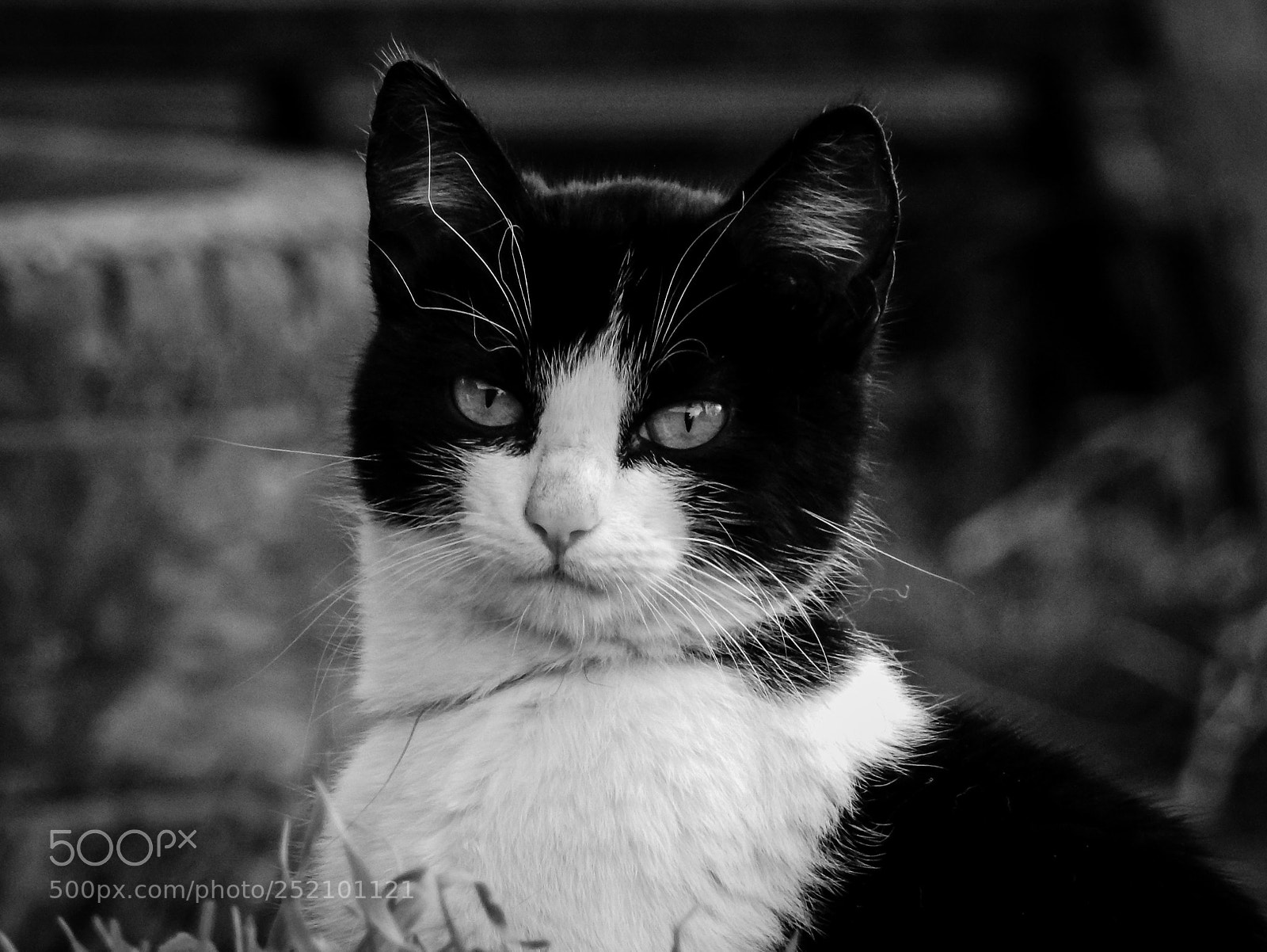 Nikon Coolpix P900 sample photo. Gato photography