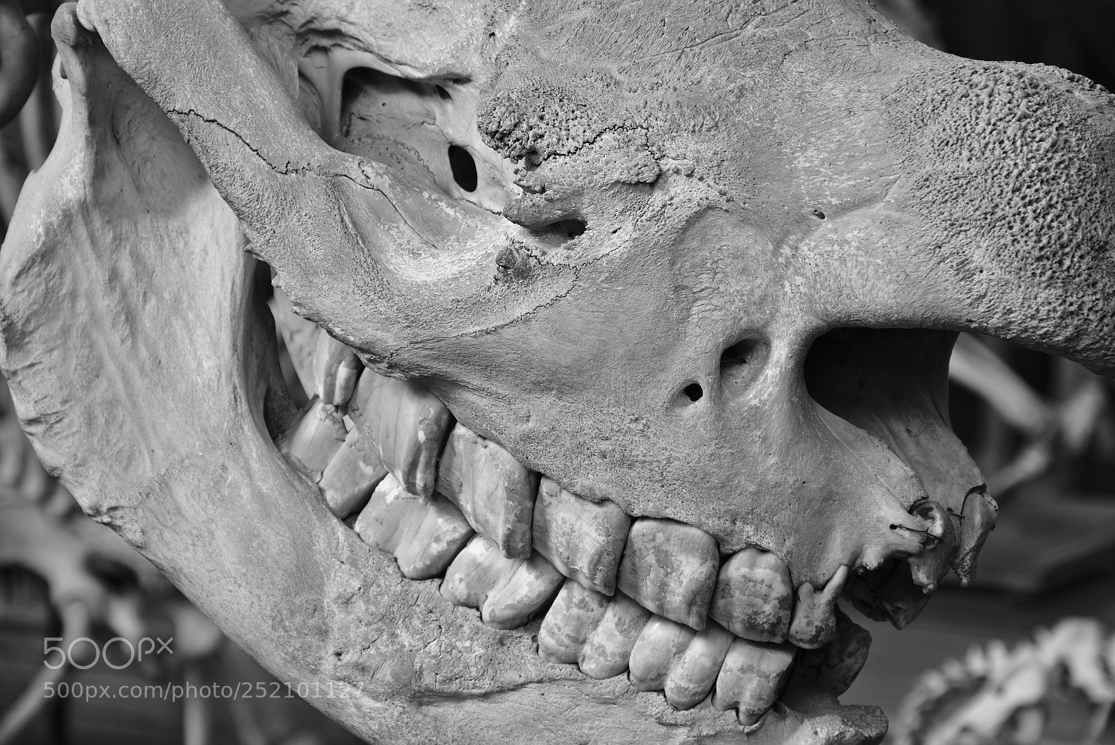 Fujifilm X-T1 sample photo. Smiling photography