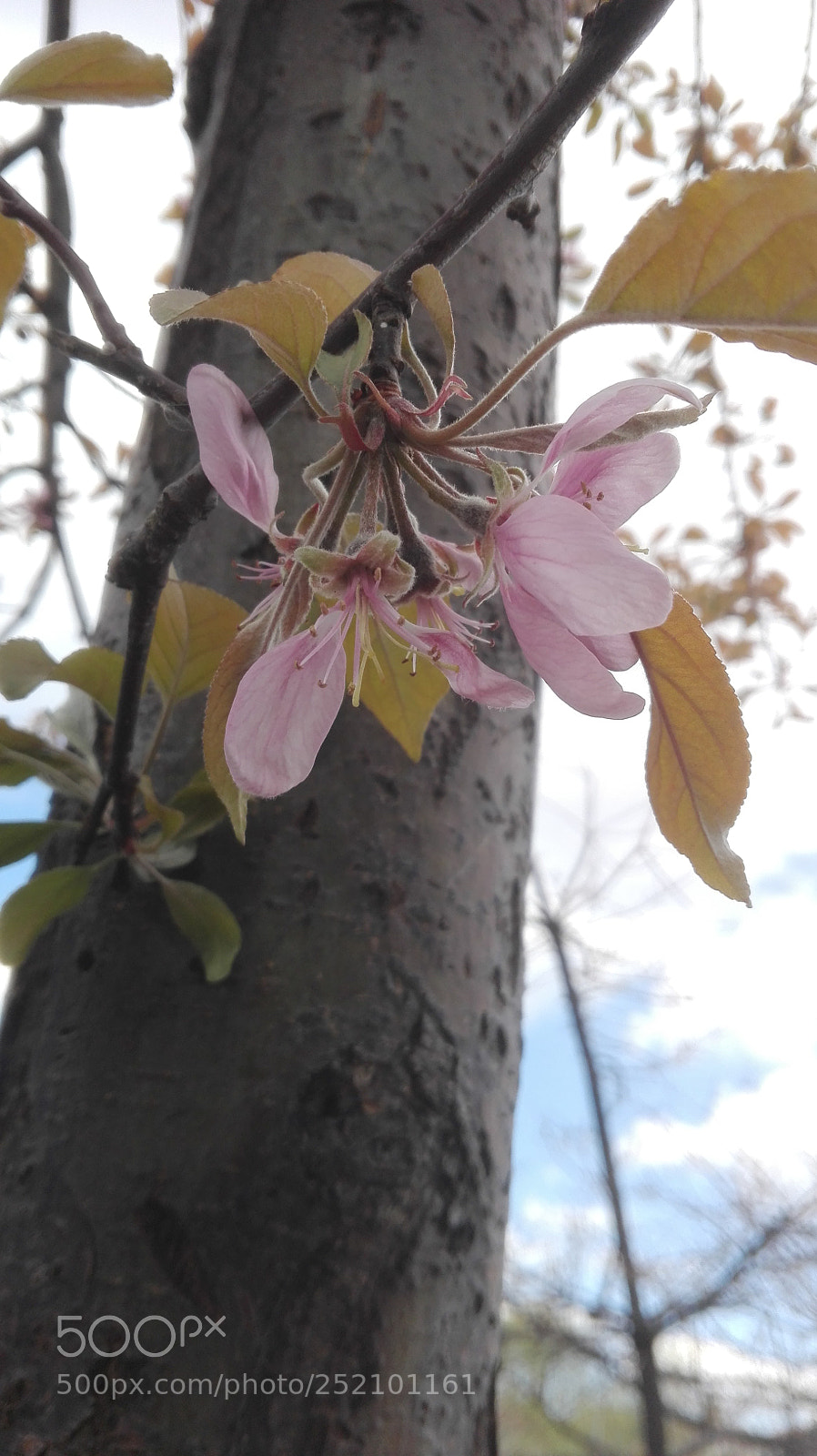 HUAWEI P8 Lite sample photo. Apple blossom photography