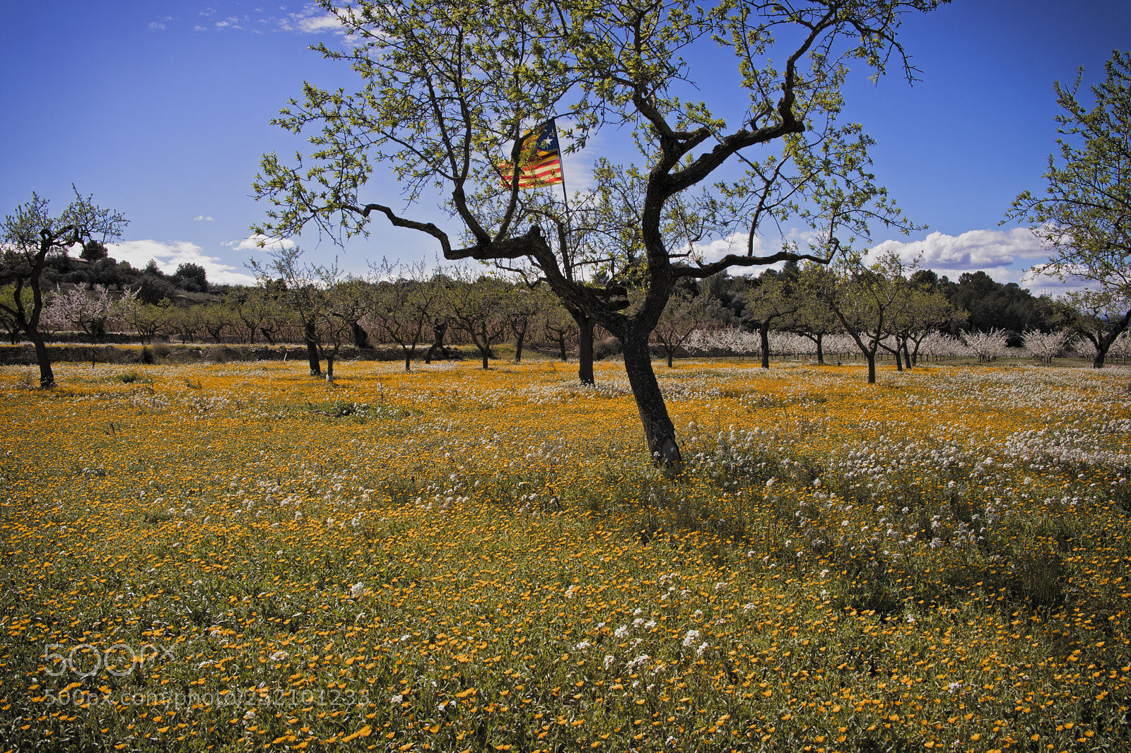 Canon EOS 6D Mark II sample photo. Freedom photography
