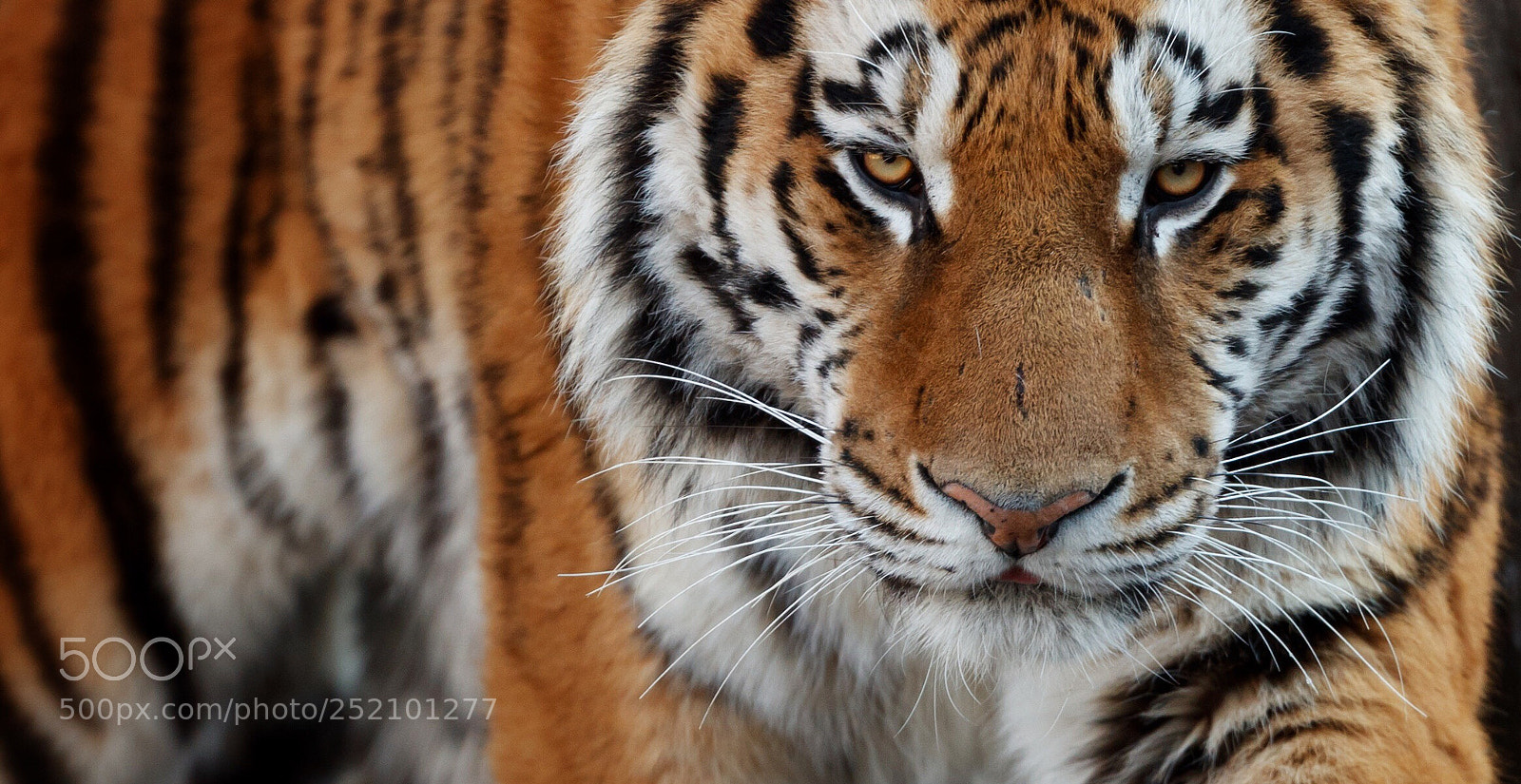 Canon EOS-1D X Mark II sample photo. New guy in town photography