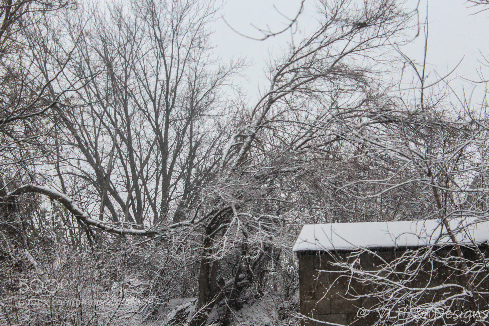 Canon EOS 1200D (EOS Rebel T5 / EOS Kiss X70 / EOS Hi) sample photo. Downed tree photography