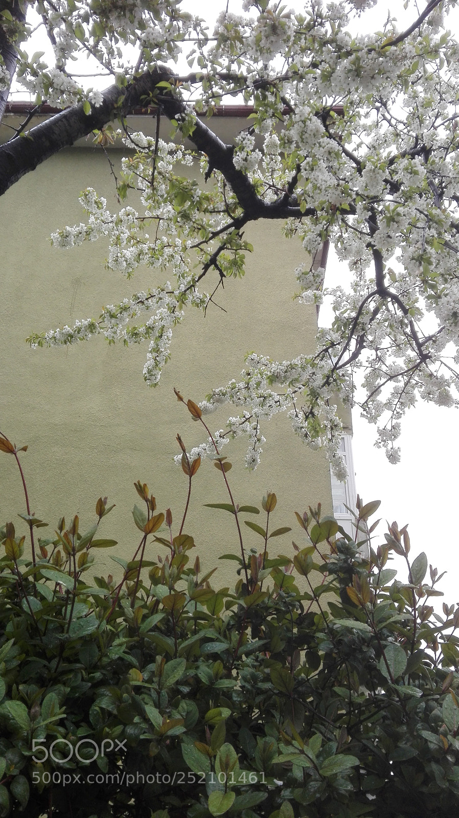 HUAWEI P8 Lite sample photo. Some cherry blossom photography