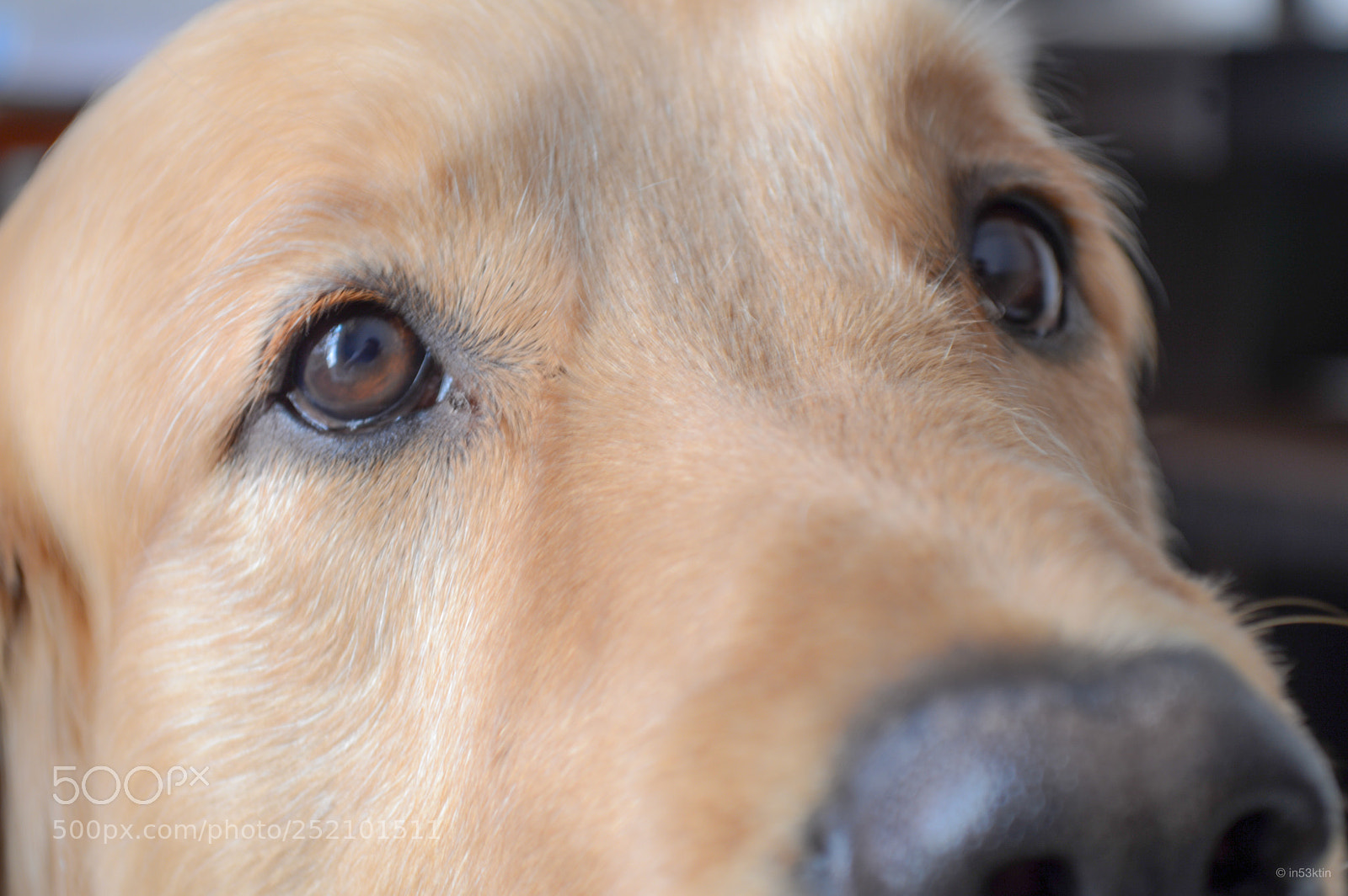 Nikon D3200 sample photo. Love eyesight! photography
